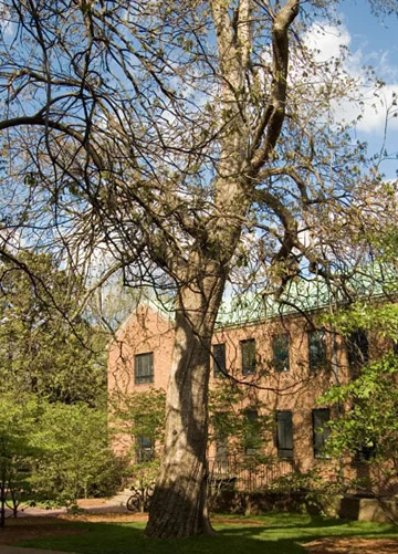 Catalpa