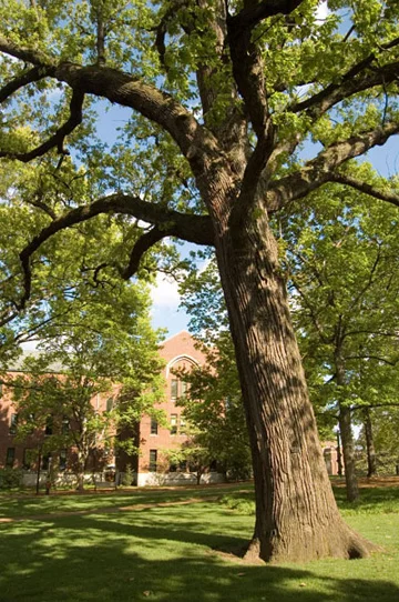 Bur Oak