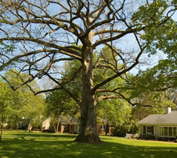 White Oak