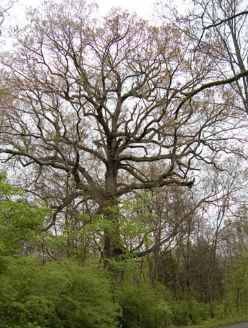 White Oak