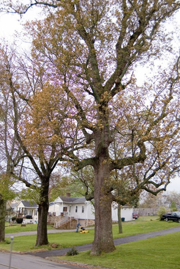 Yellow Poplar