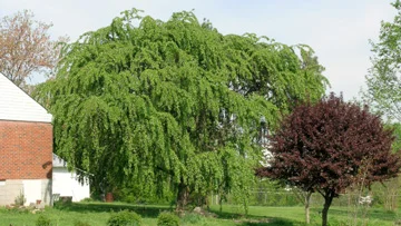 Weeping Cherry