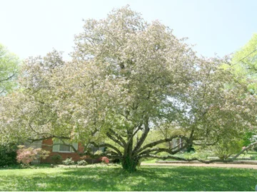 Flowering Crabapple