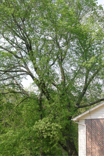 American Elm