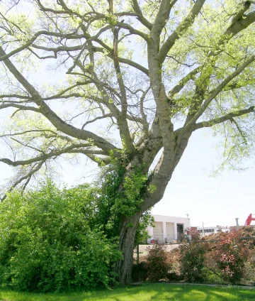 Hackberry