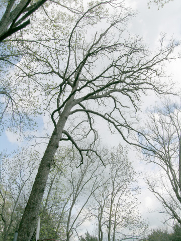 Saucer Magnolia