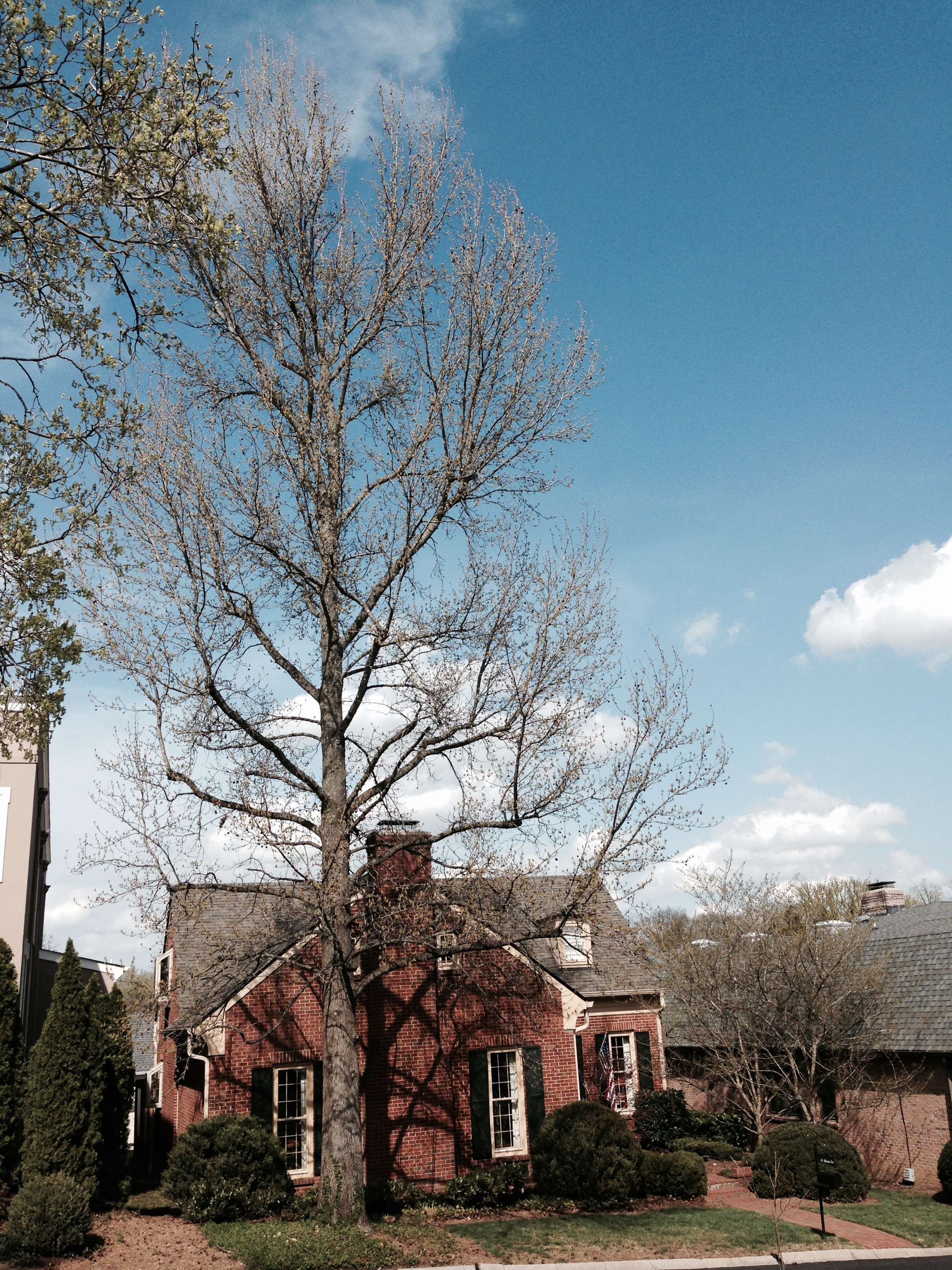 Sweetgum