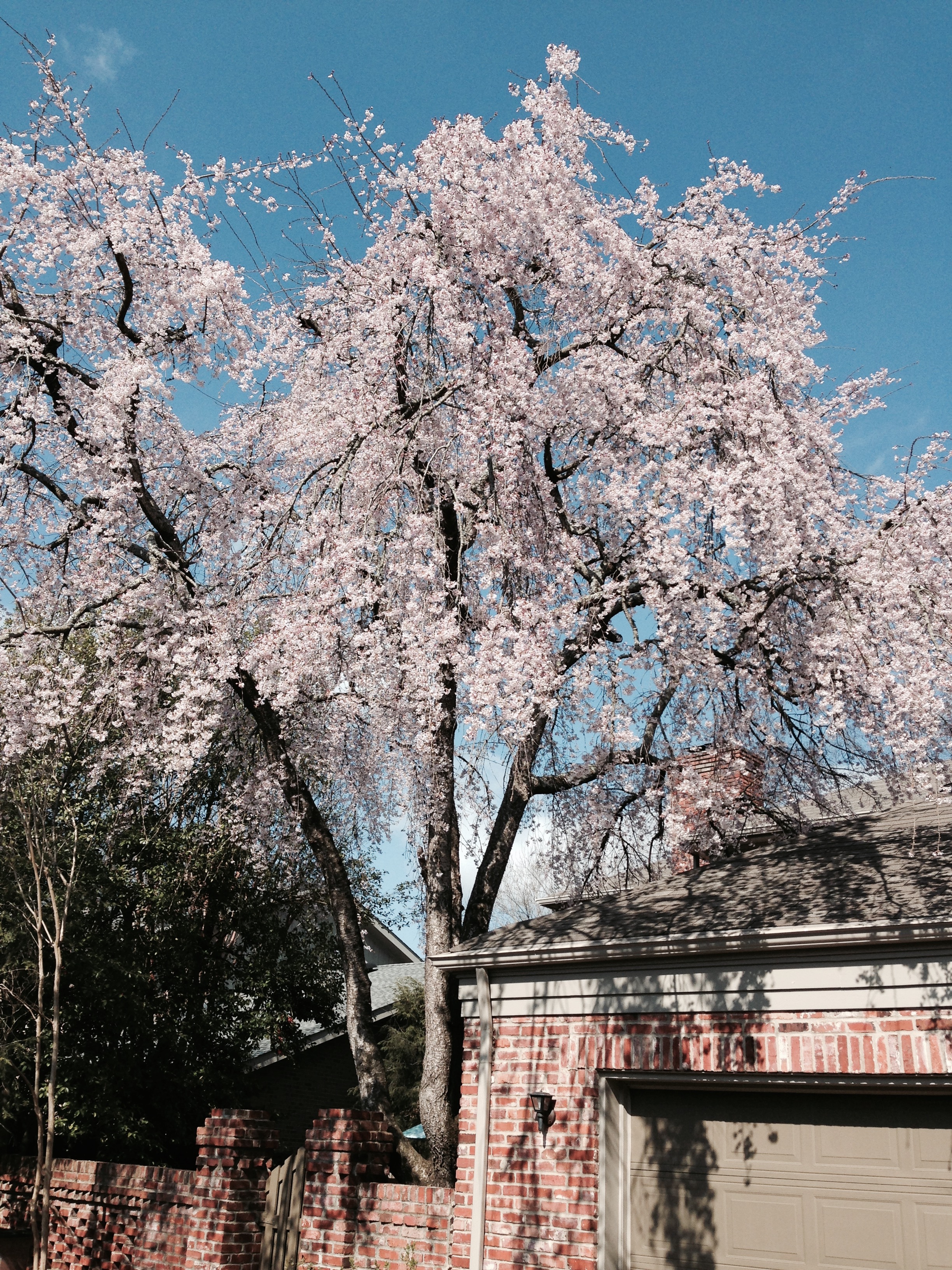 Weeping Cherry