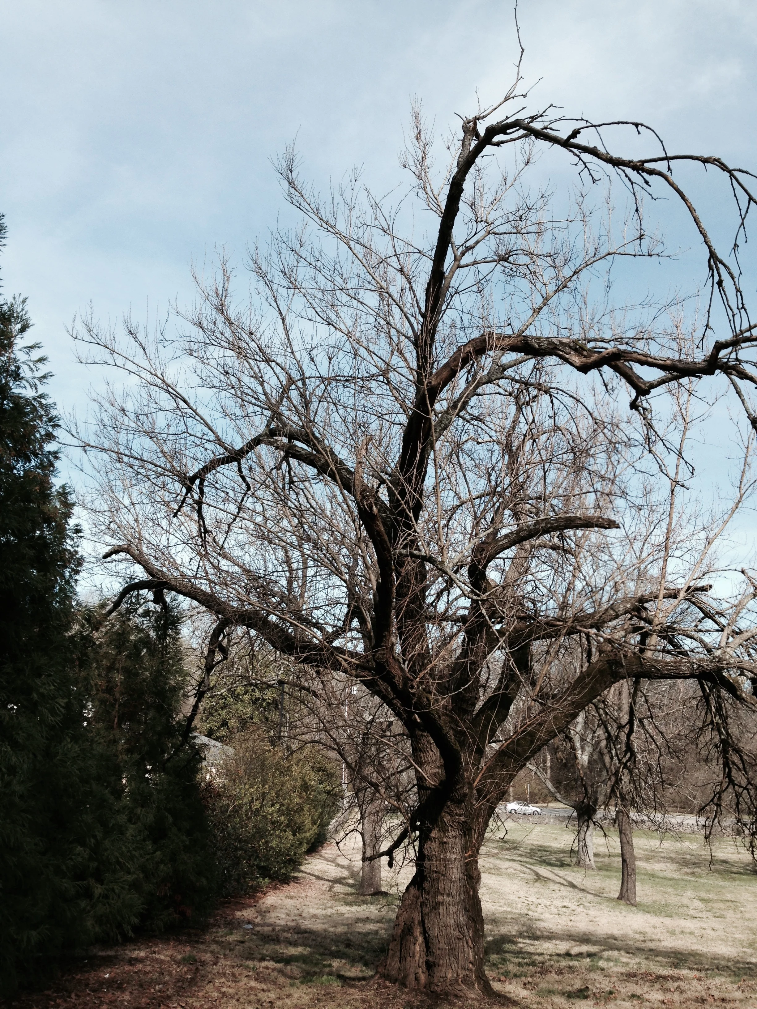 White Mulberry