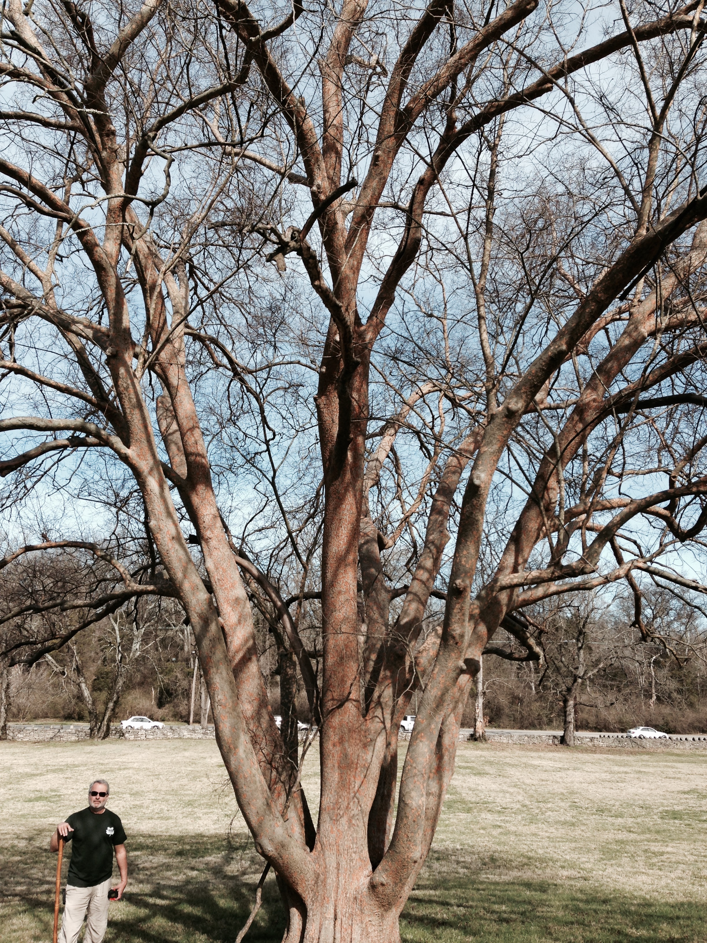 Chinese Lacebark Elm