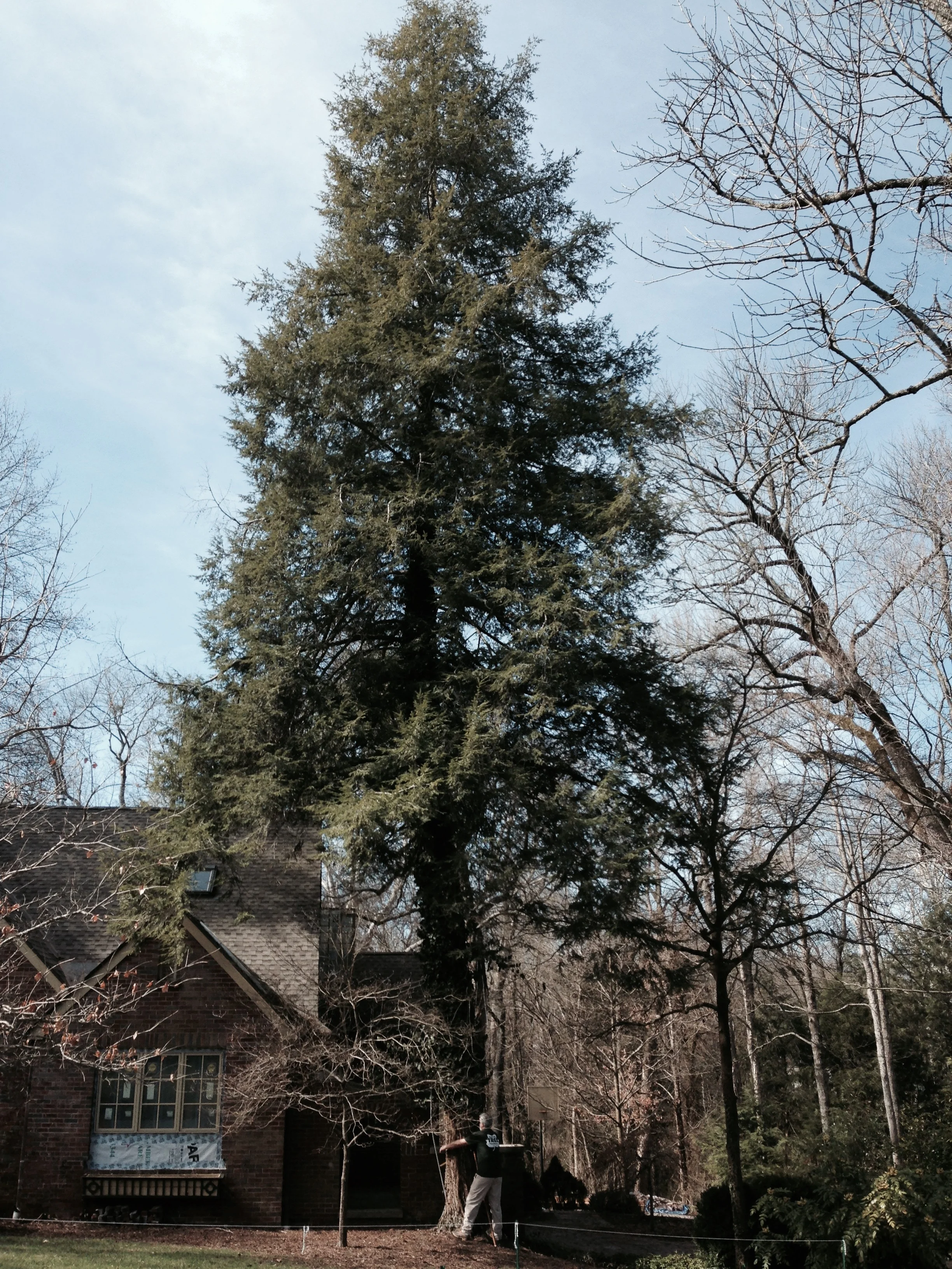 Eastern Hemlock