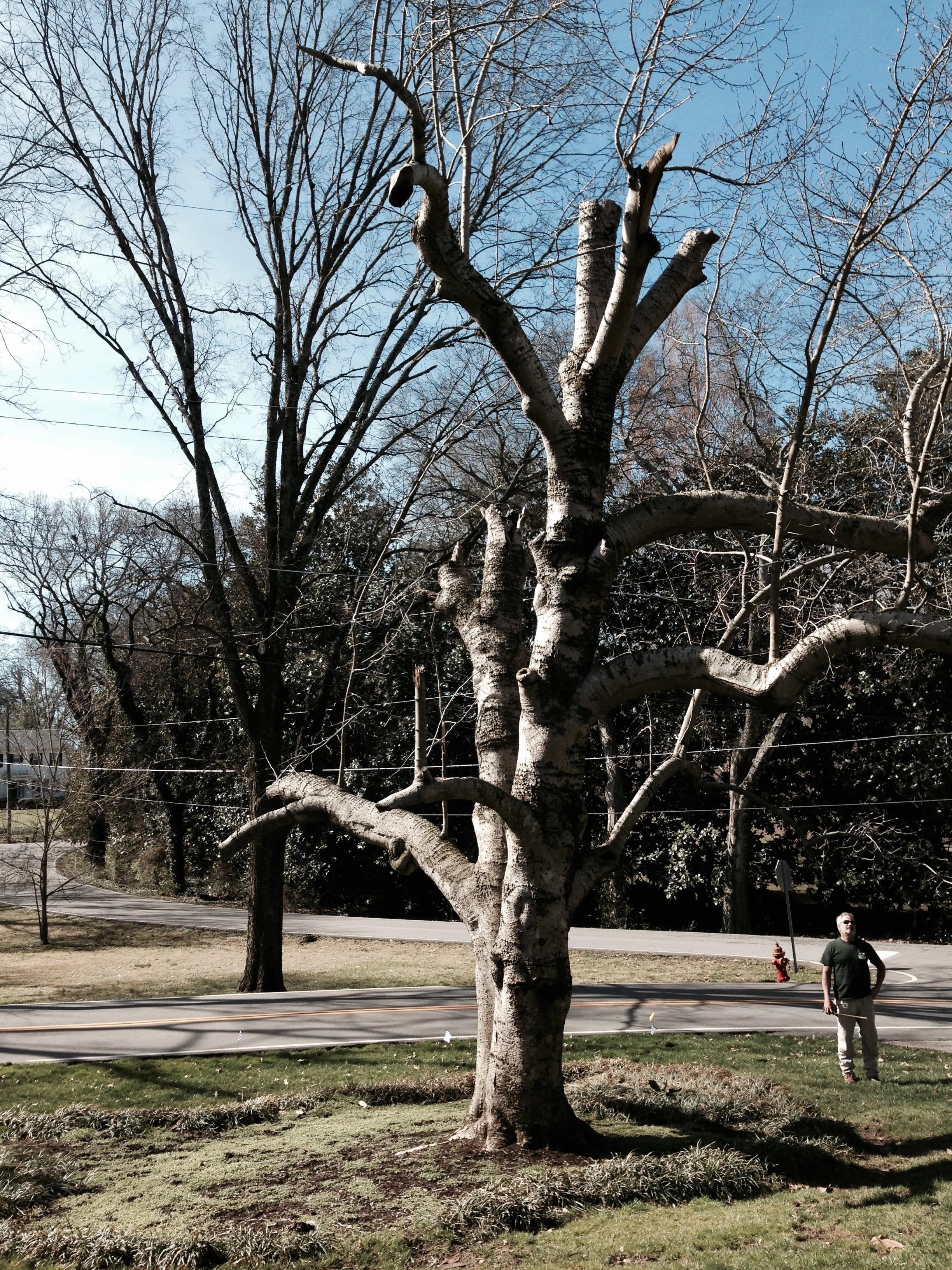 Star Magnolia