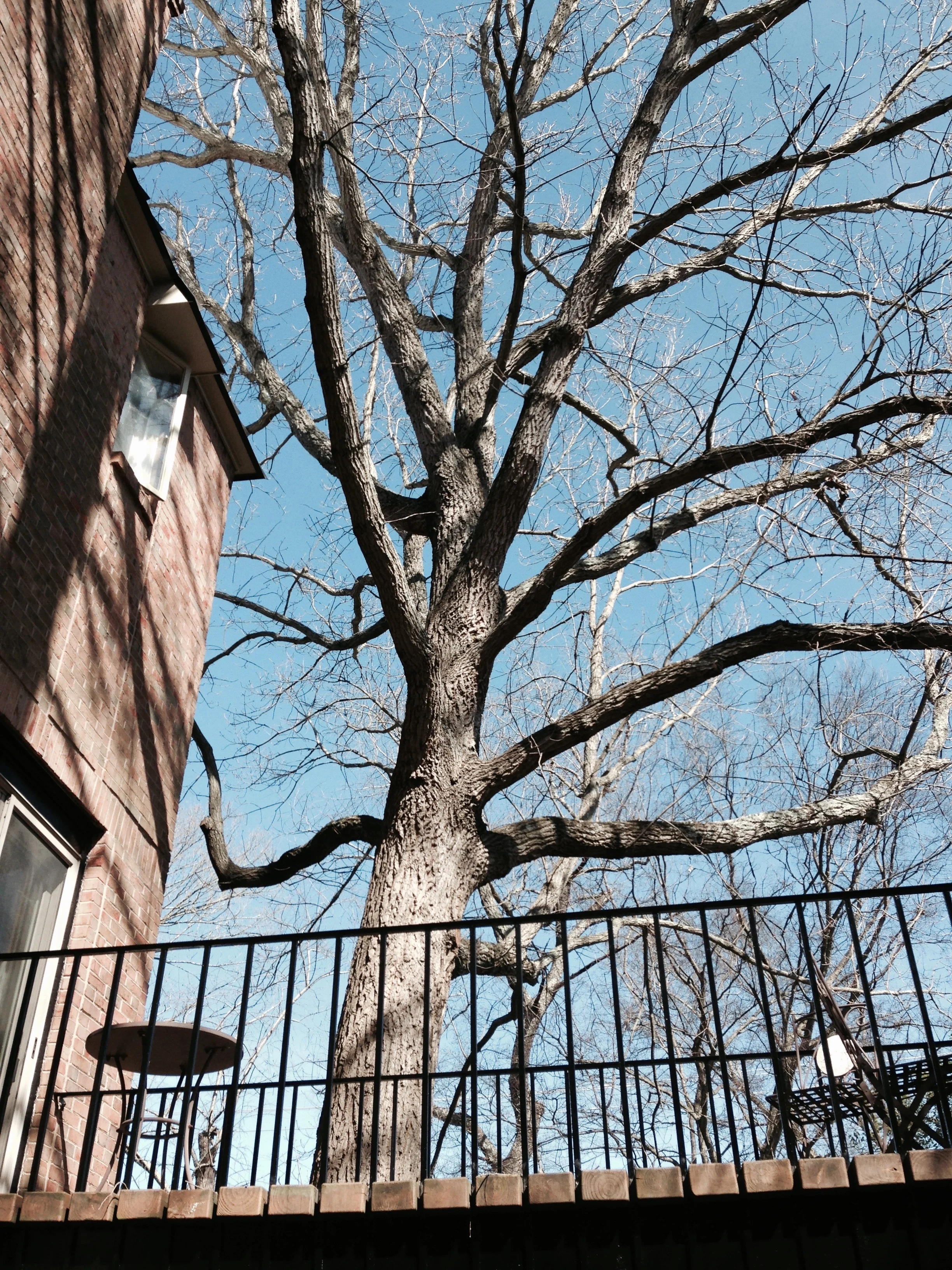 Chestnut Oak