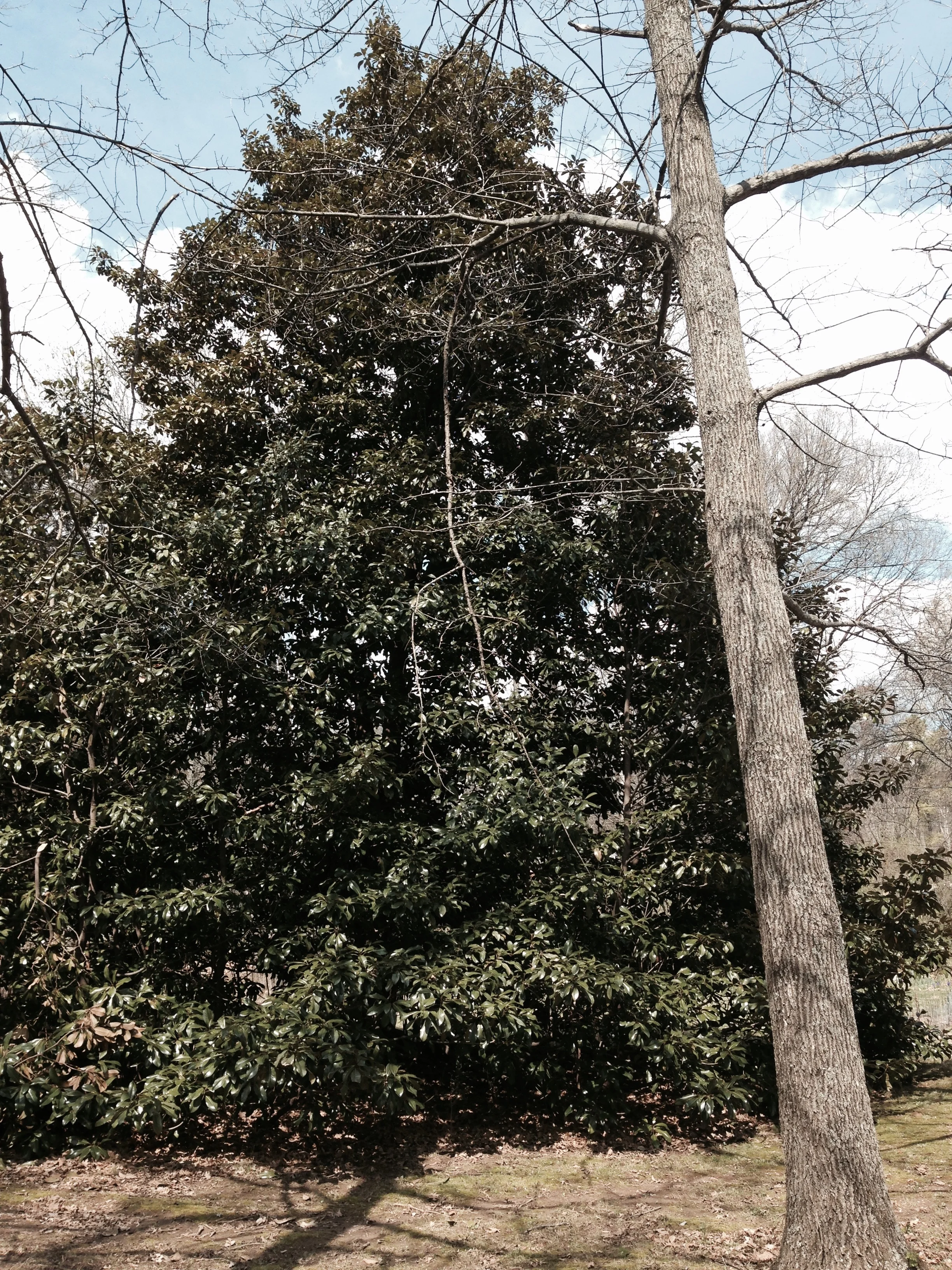 Southern Magnolia