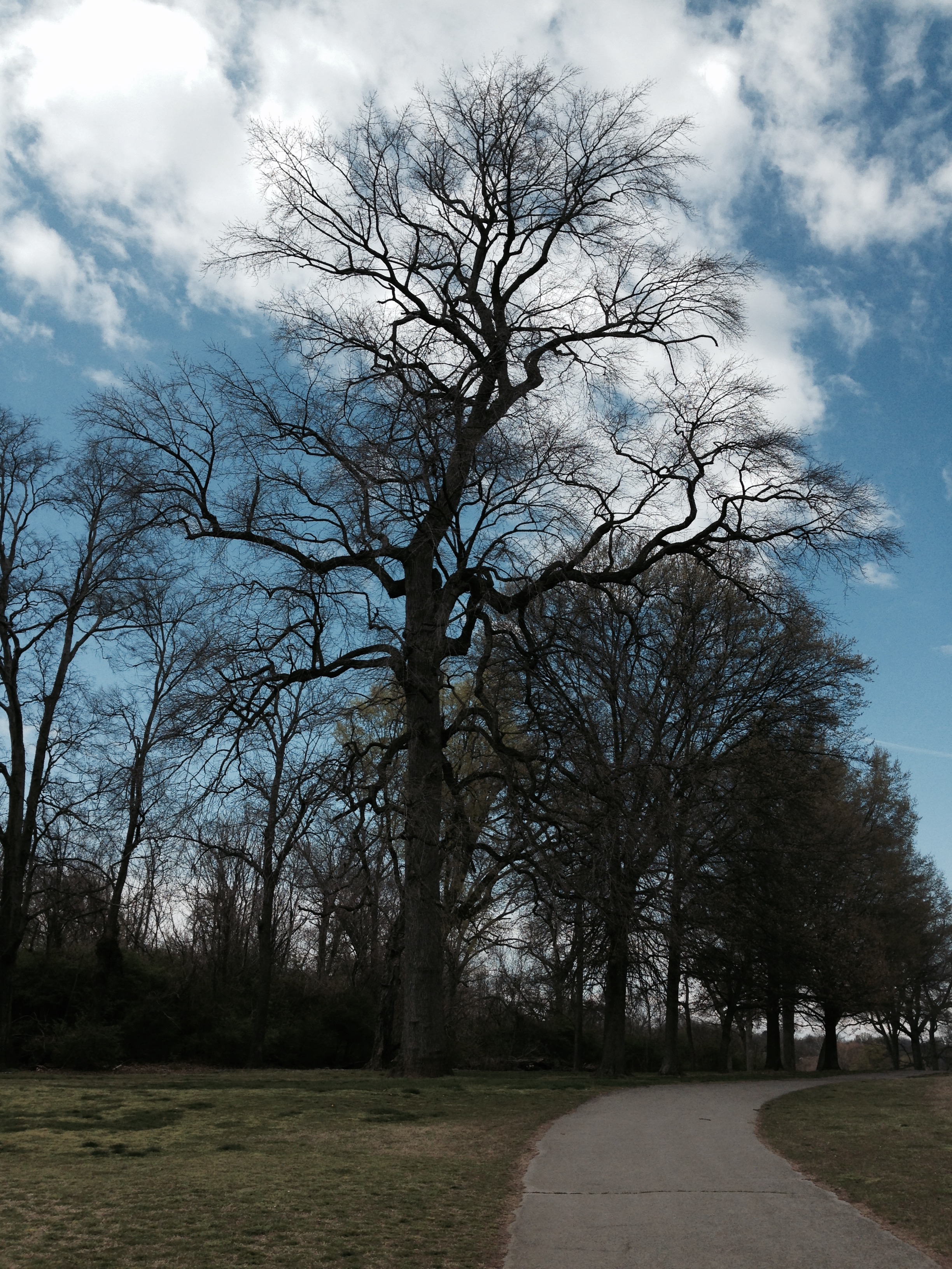 Blackgum Tupelo