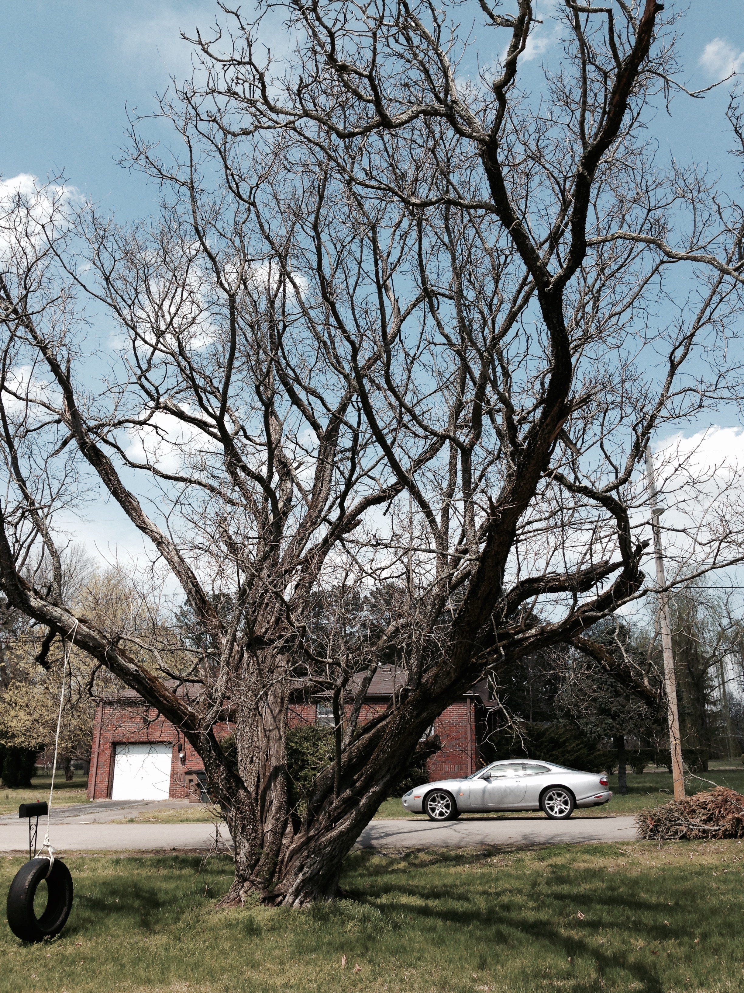 Smoke Tree