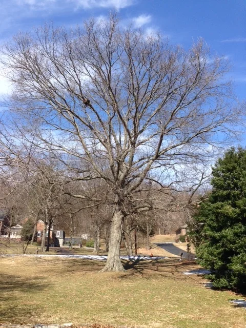 Southern Red Oak