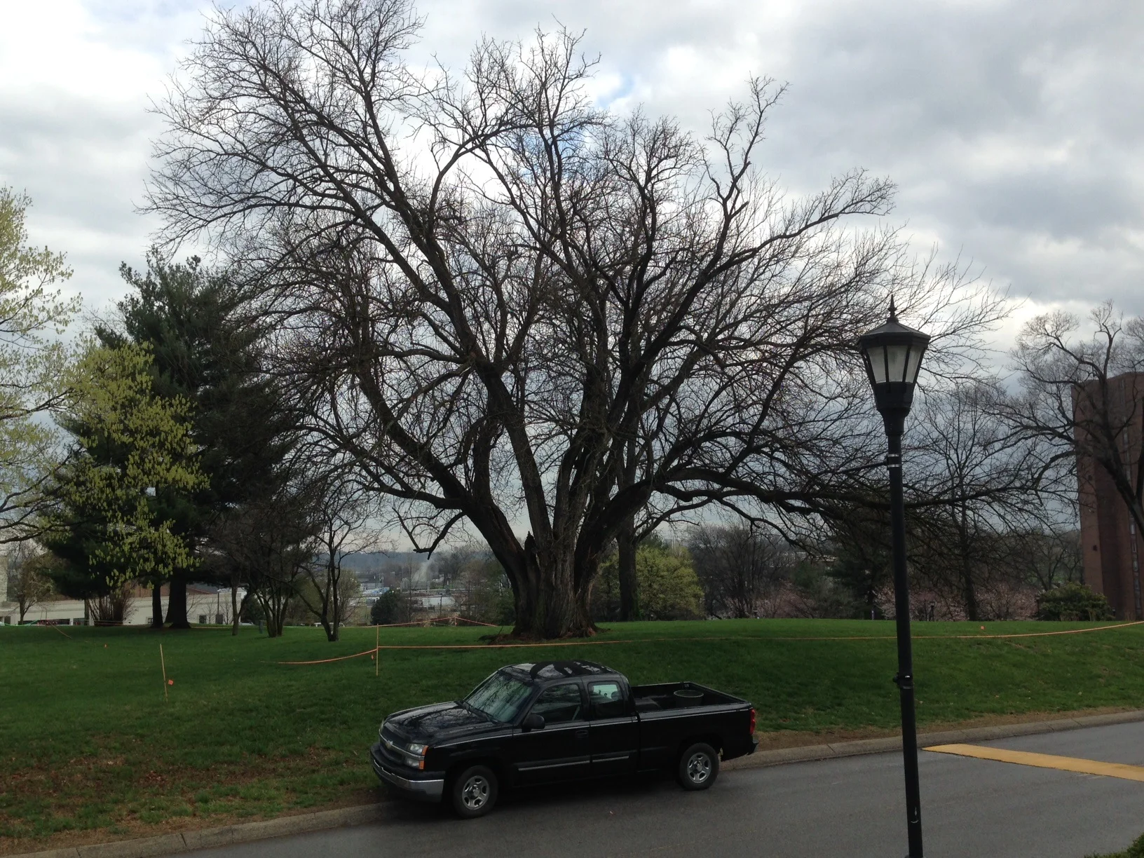 Osage Orange