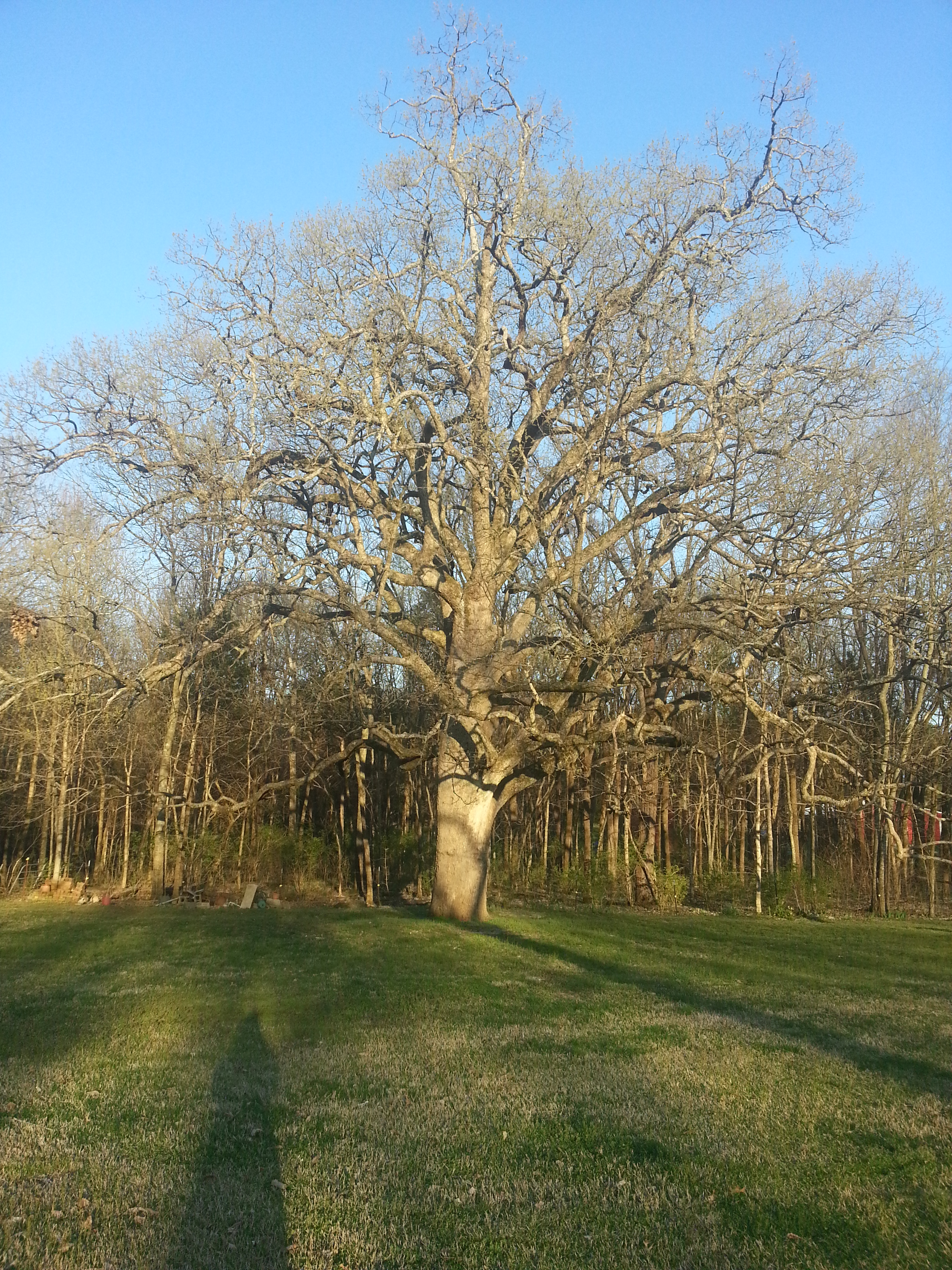 Bur Oak