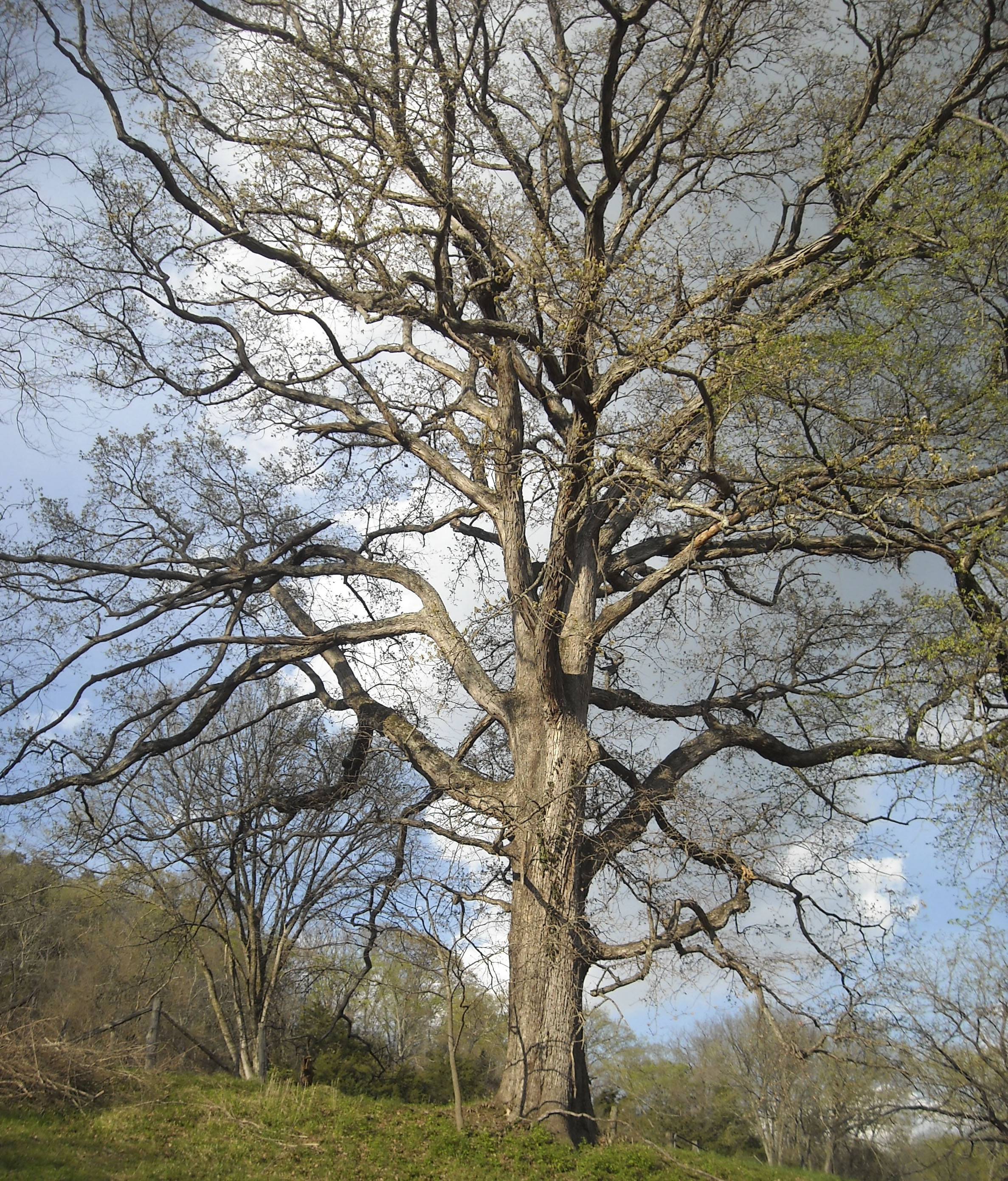 White Oak