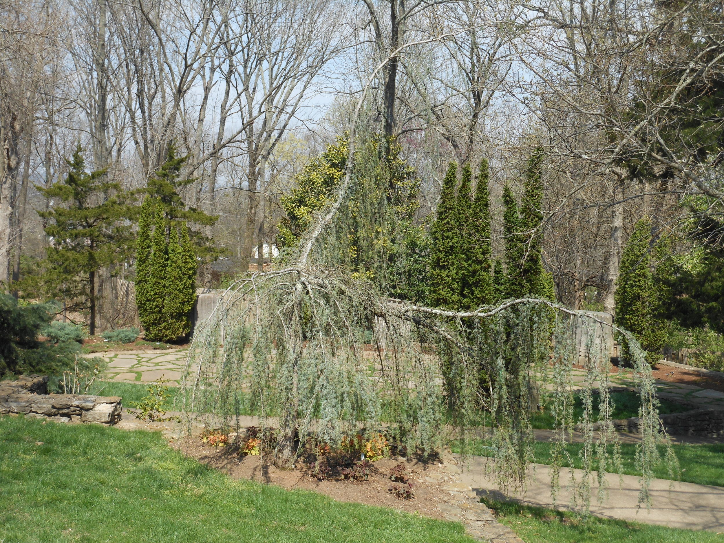 Weeping Blue Atlas Cedar