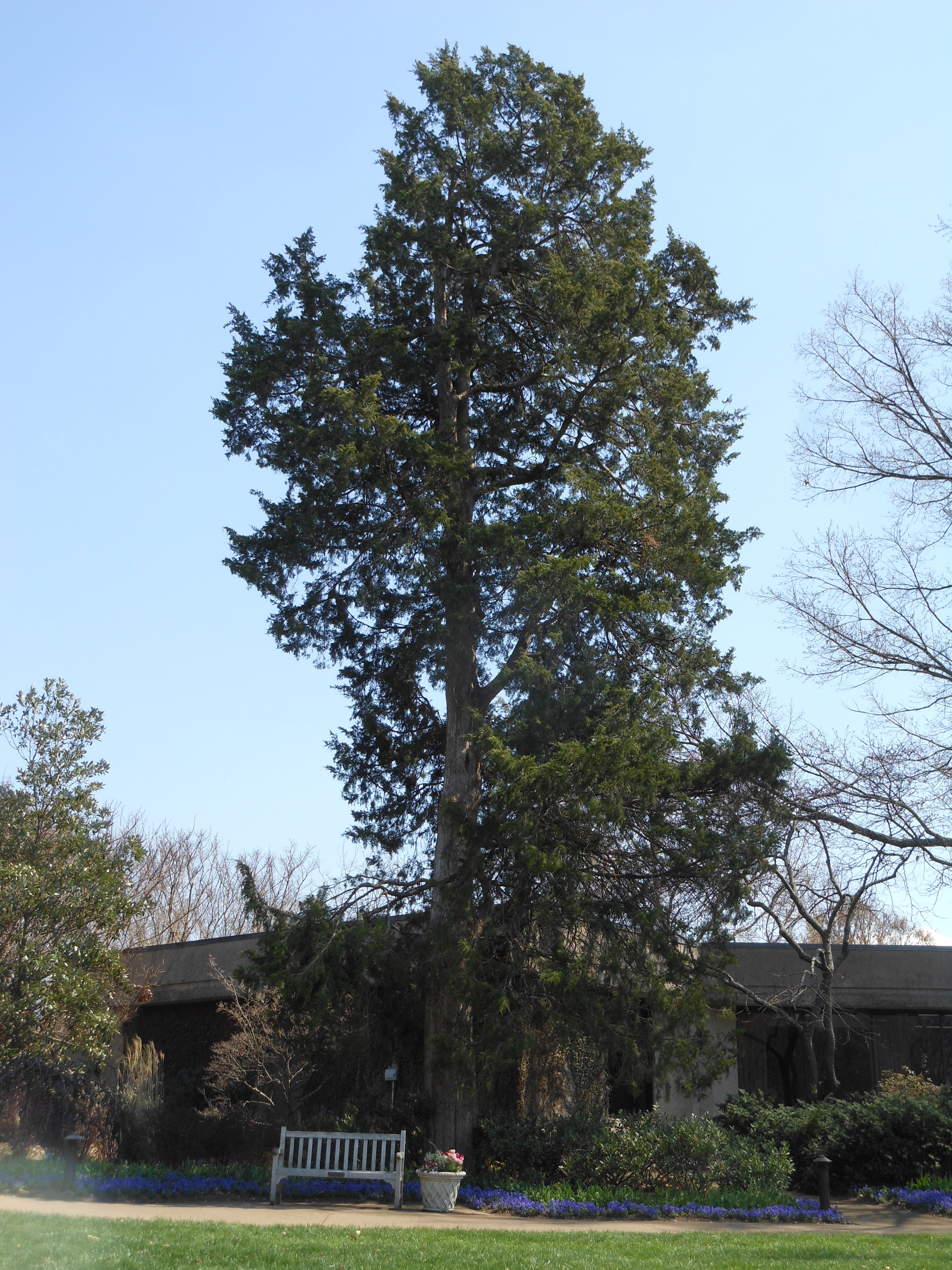 Eastern Red Cedar