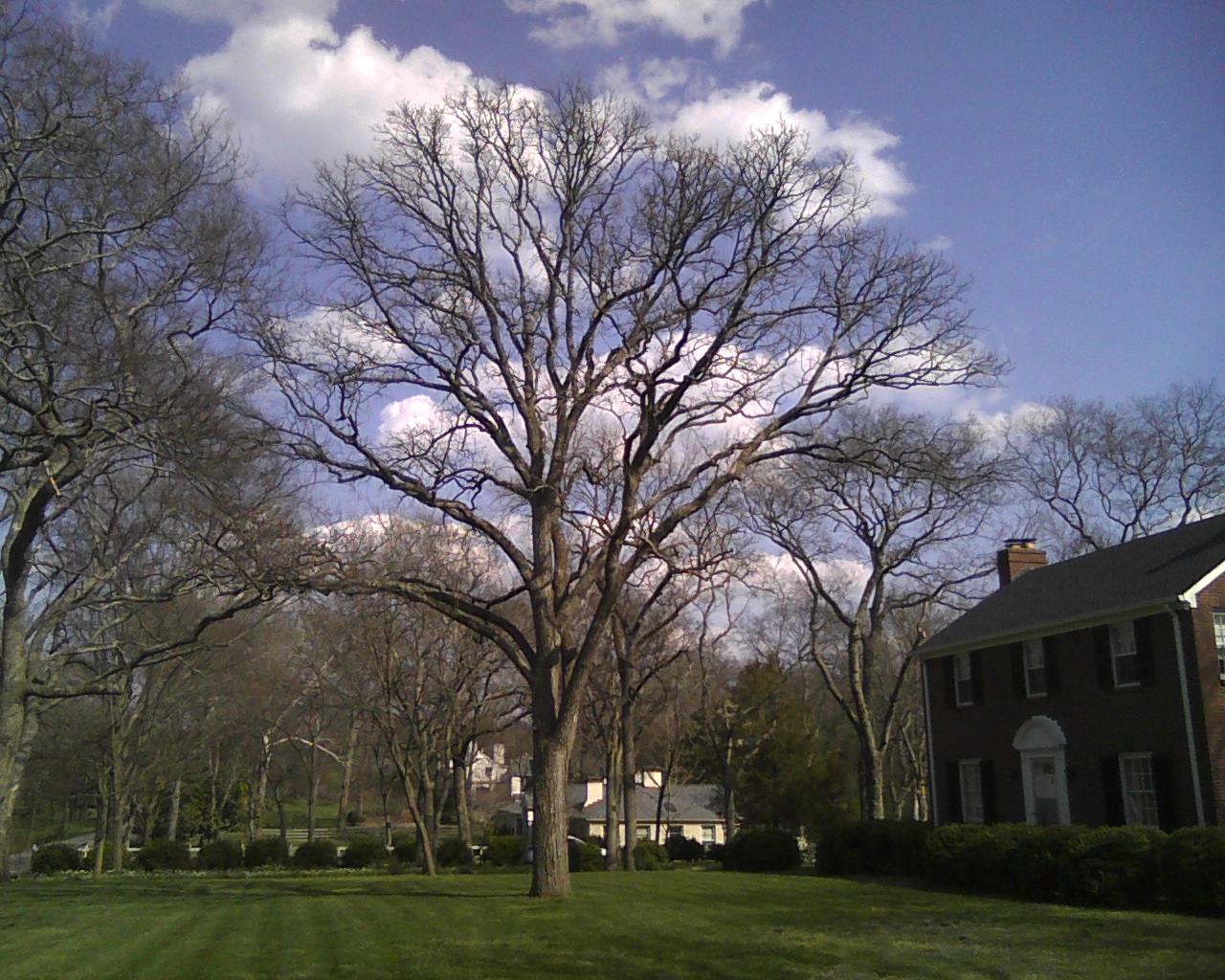 Post Oak