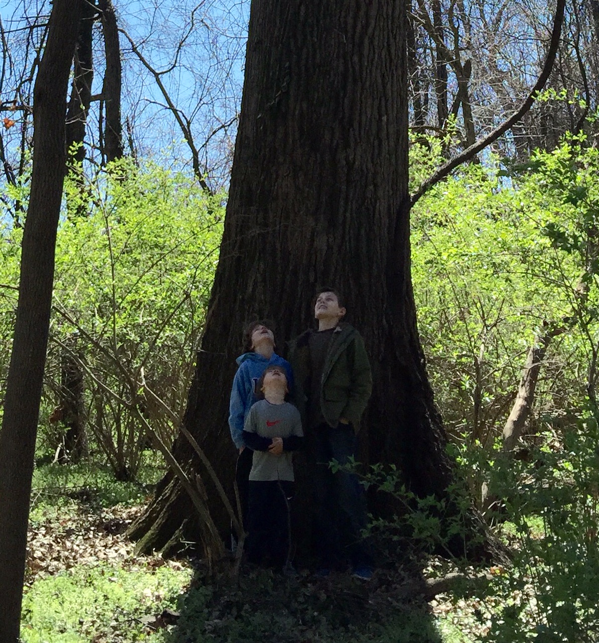 Northern Red Oak