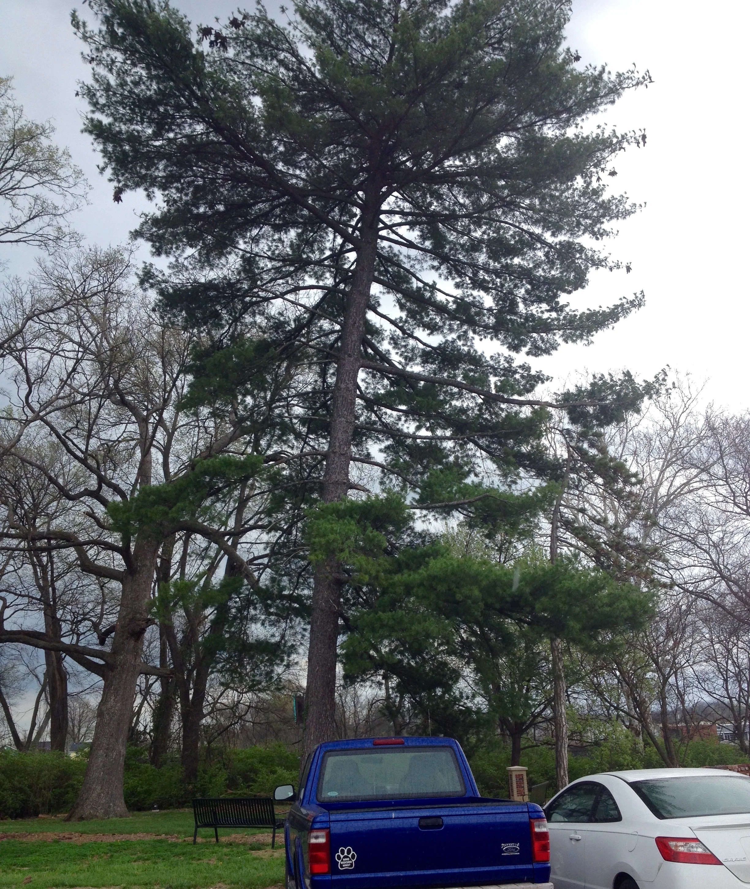 Eastern Pine