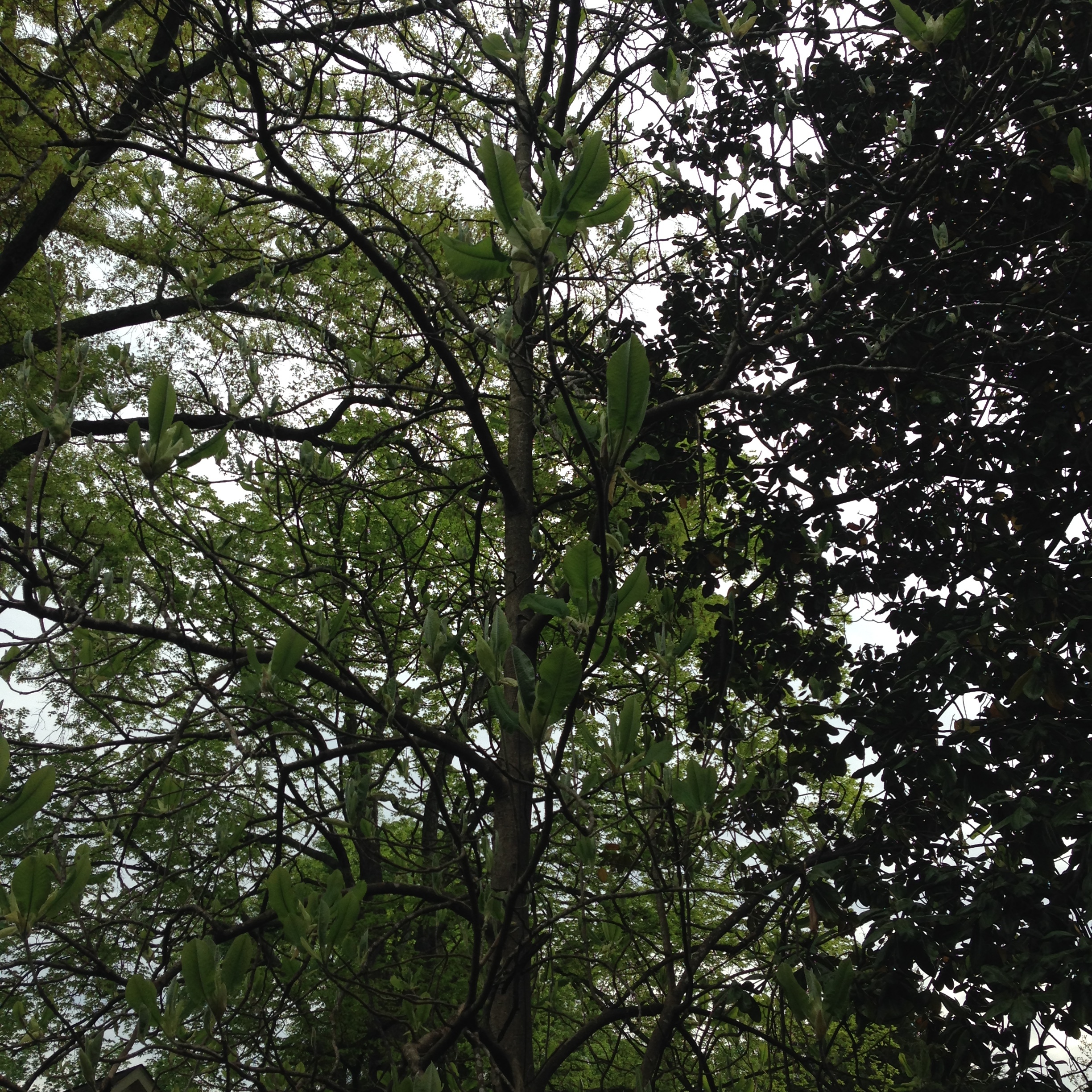  Big Leaf Magnolia (Magnolia macrophylla)