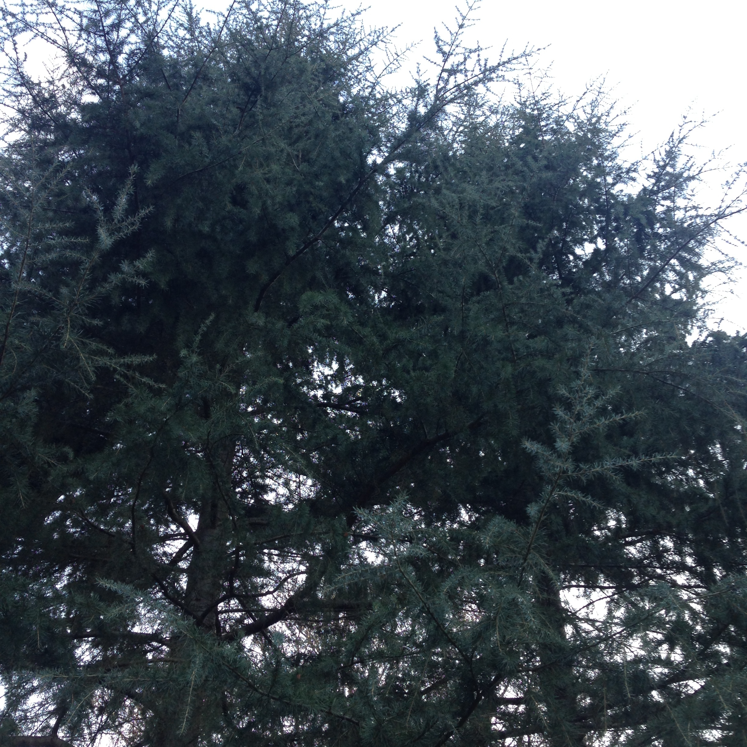 Blue Atlas Cedar (Cedrus atlantica)