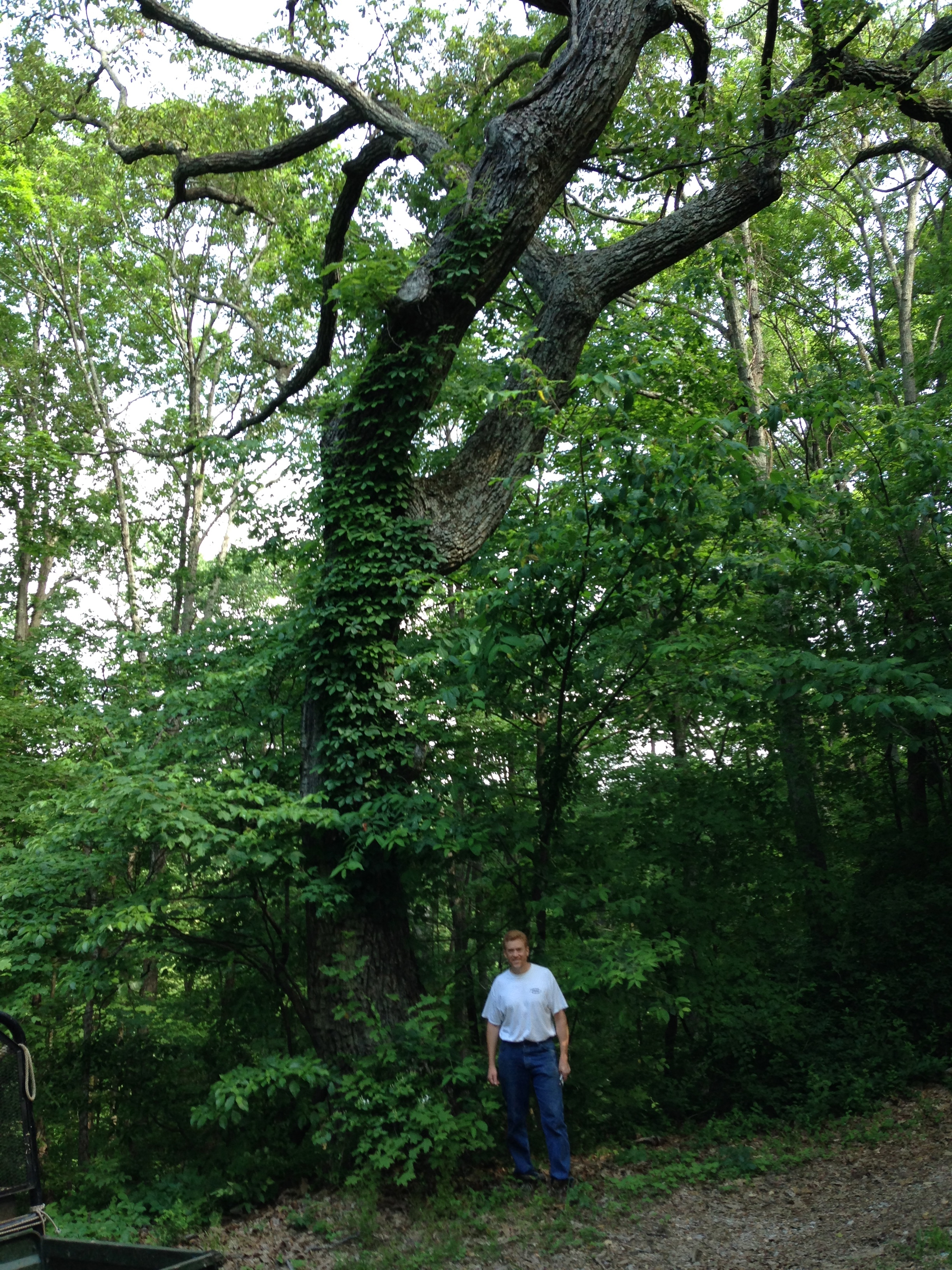 Chestnut Oak (Quercus prinus)