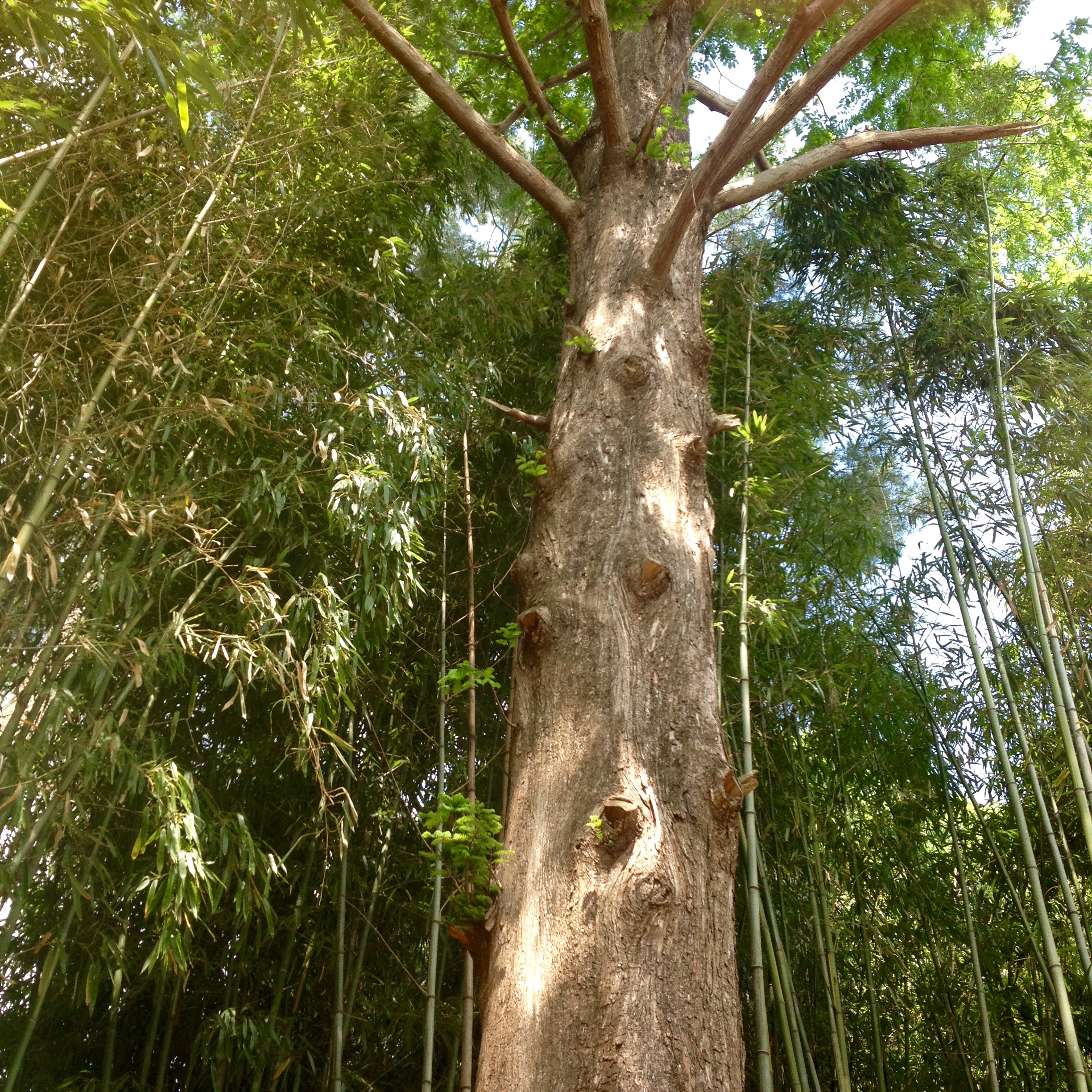 Dawn Redwood (Metasequoia glyptostroboides)