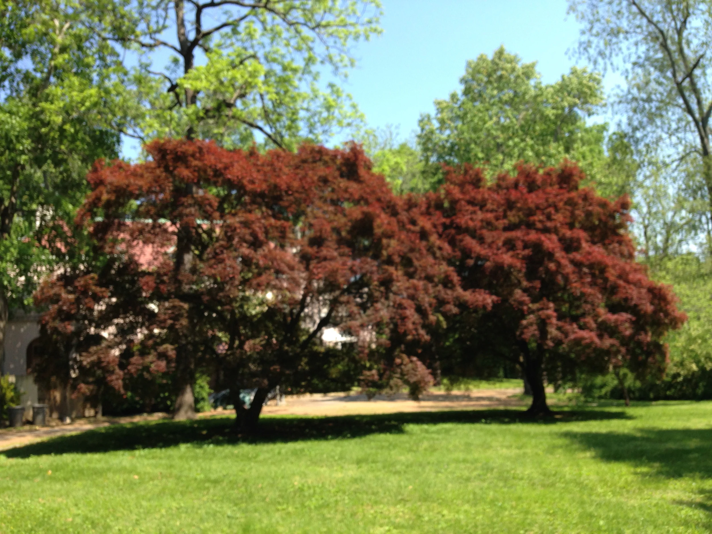 Japanese/Red Leaf Maple (Acer palmatum)