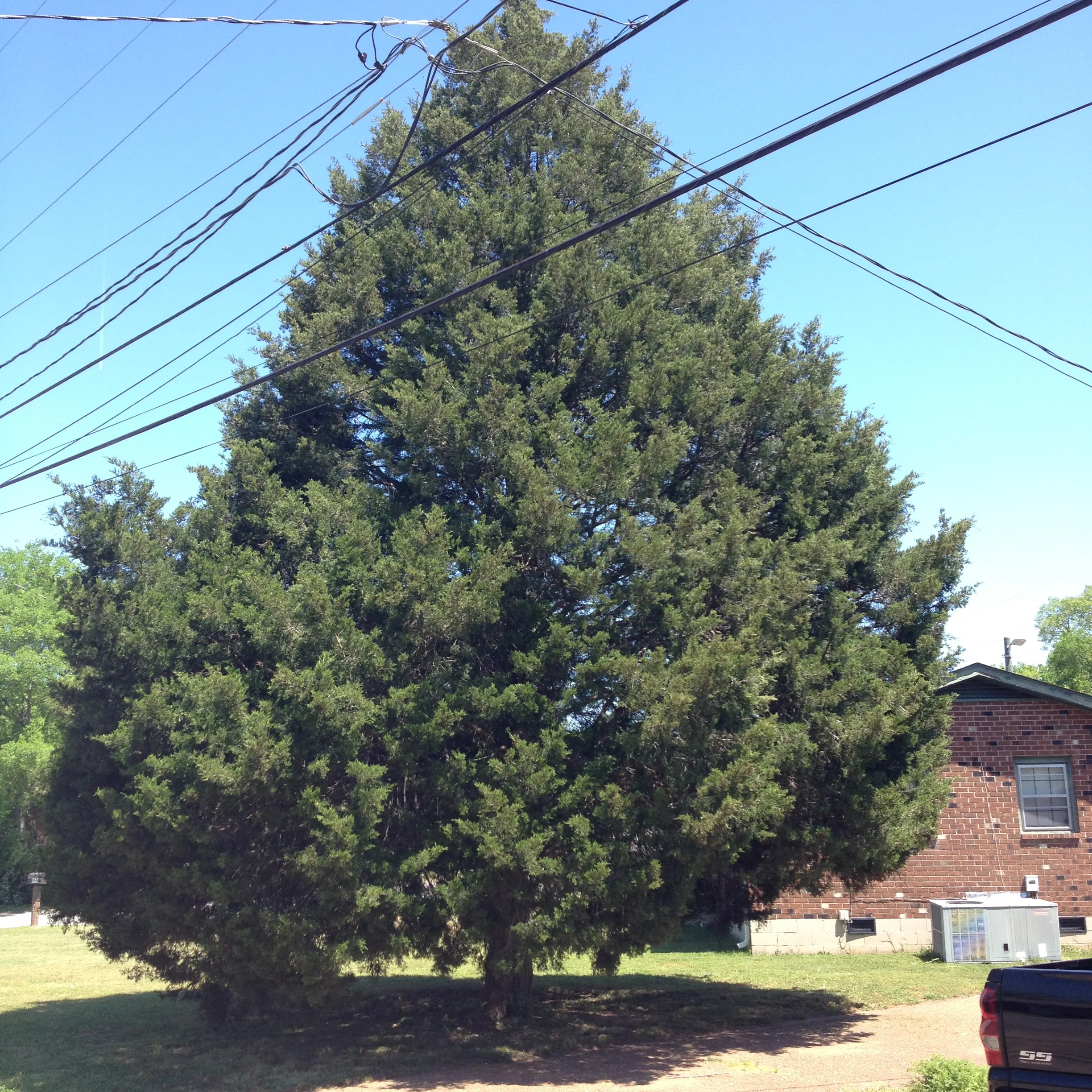 Eastern Red Cedar (Juniperus virginiana)