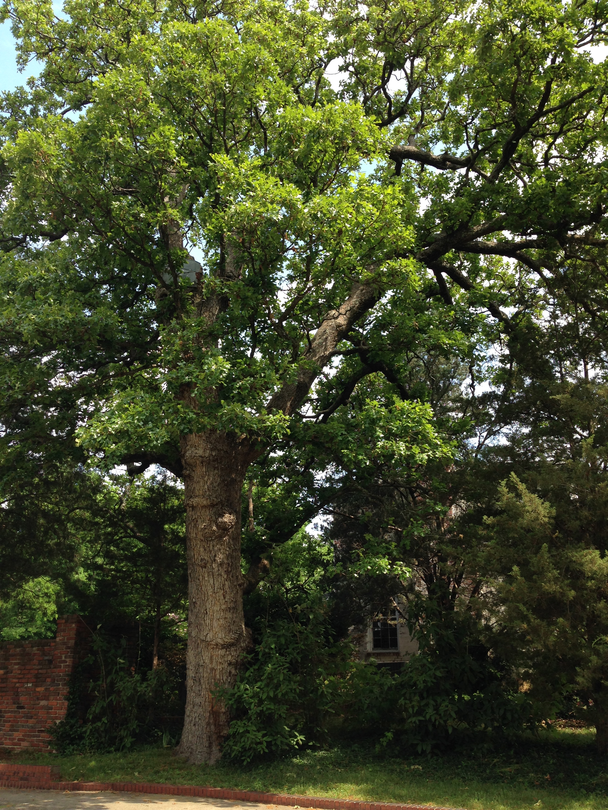Post Oak (Quercus stellata)