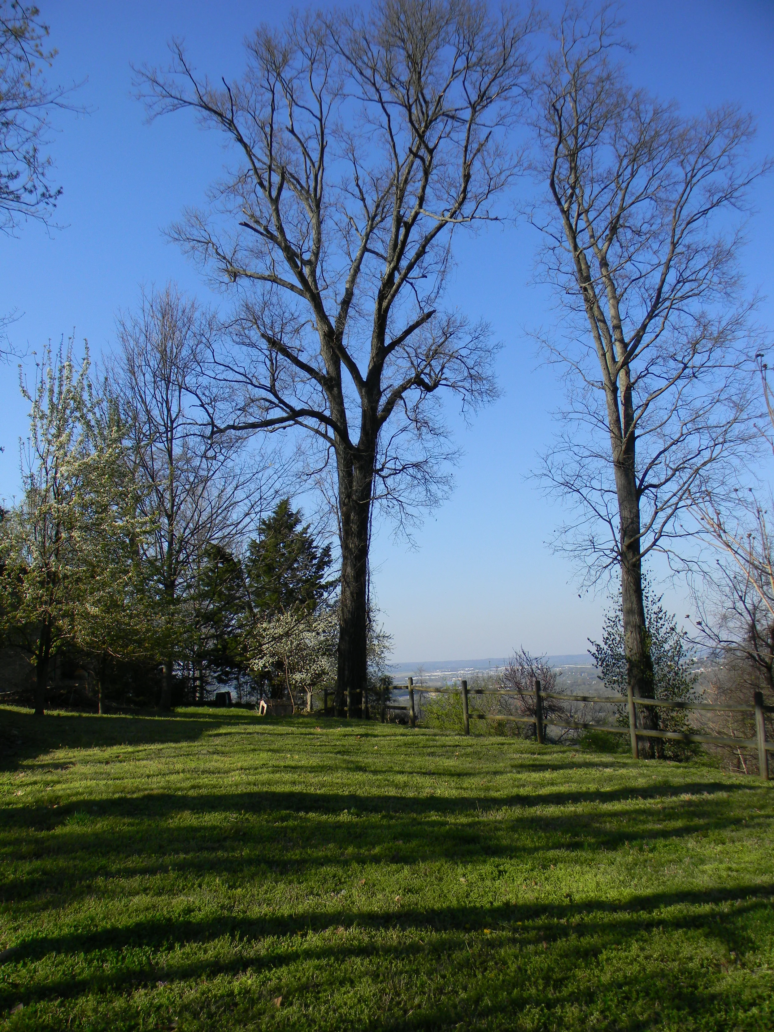 Northern Red Oak (Quercus rubra)