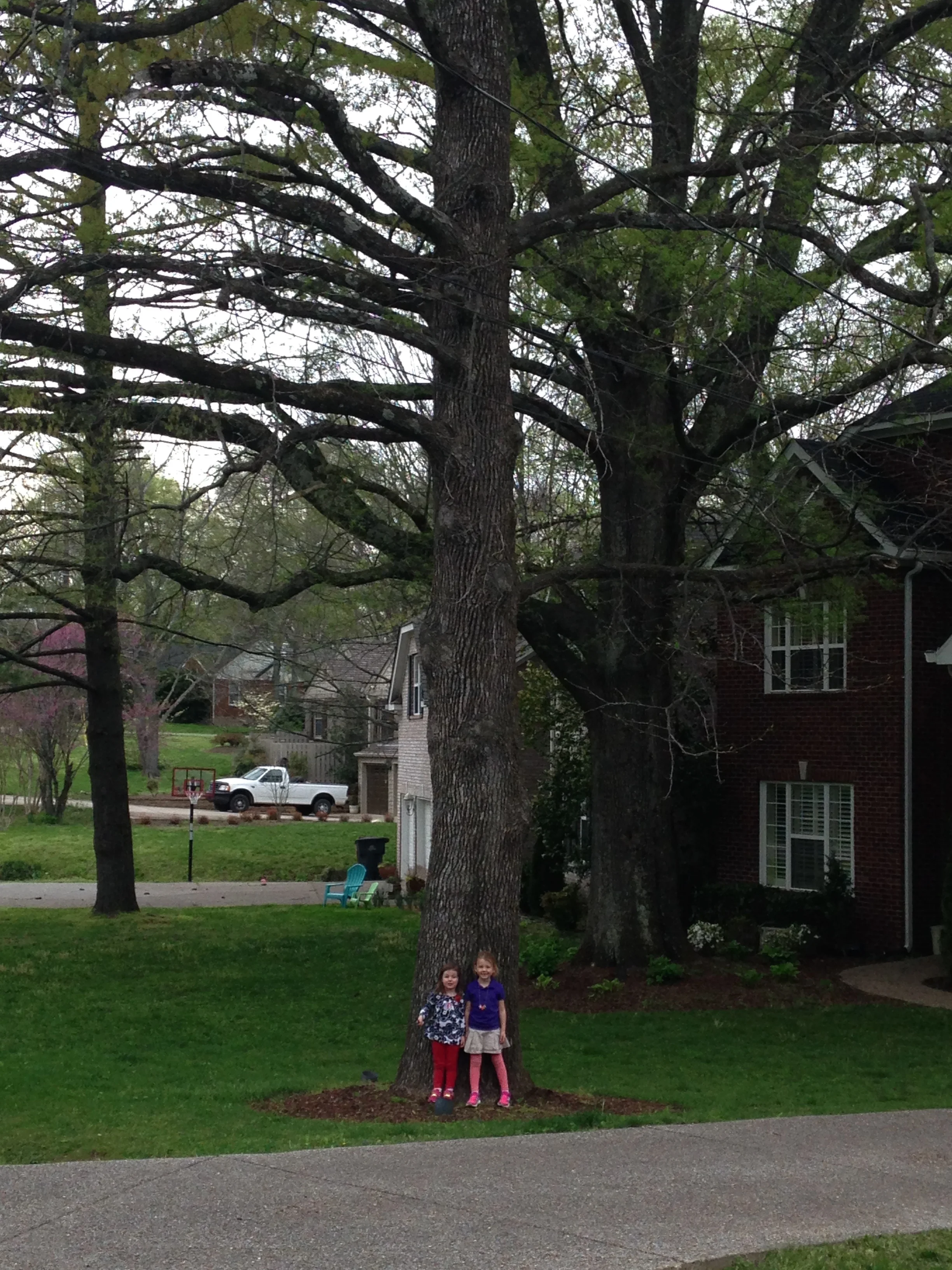 Sweetgum (Liquidambar stryaciflua)