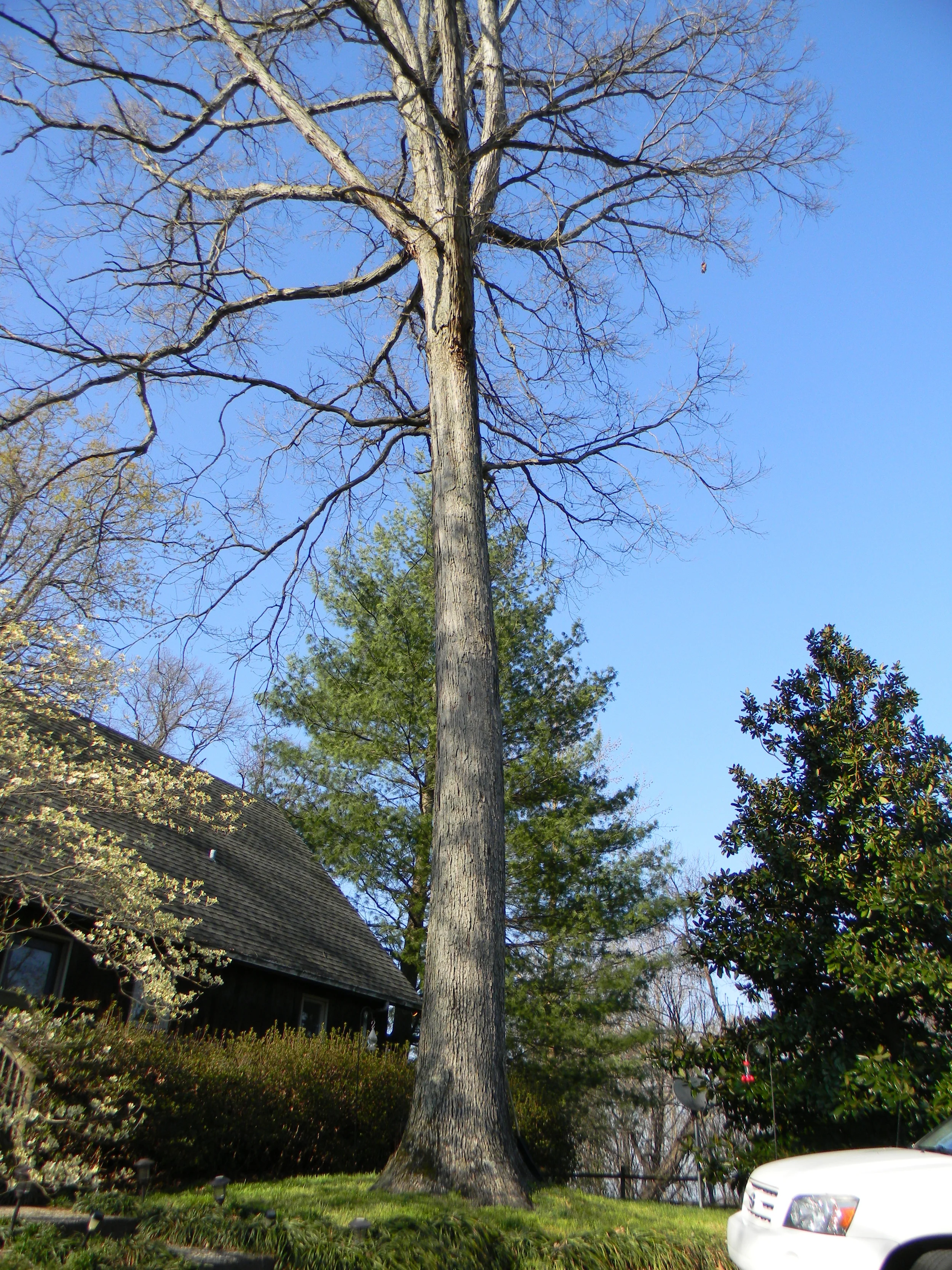 White Oak (Quercus alba)