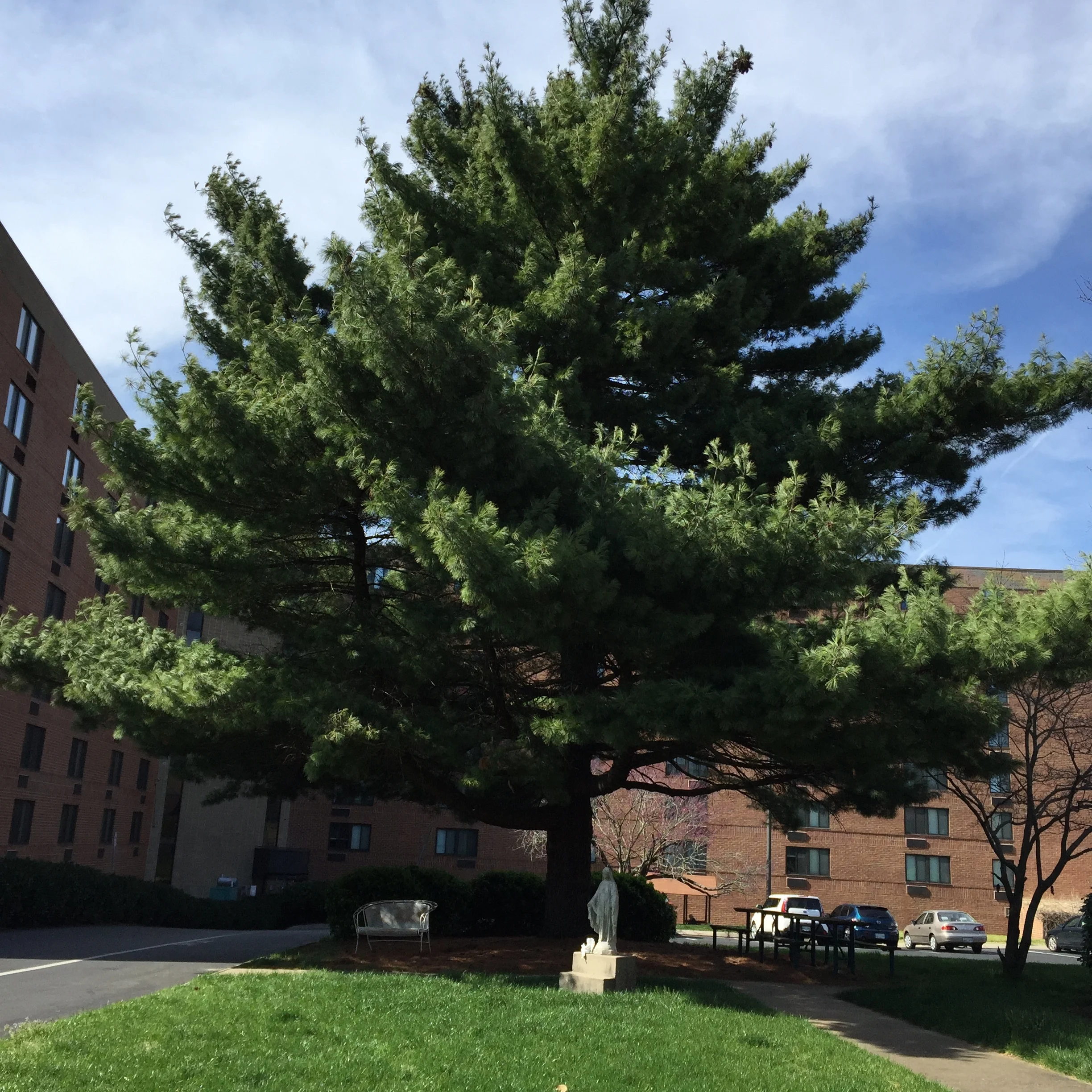 White Pine (Pinus strobus)