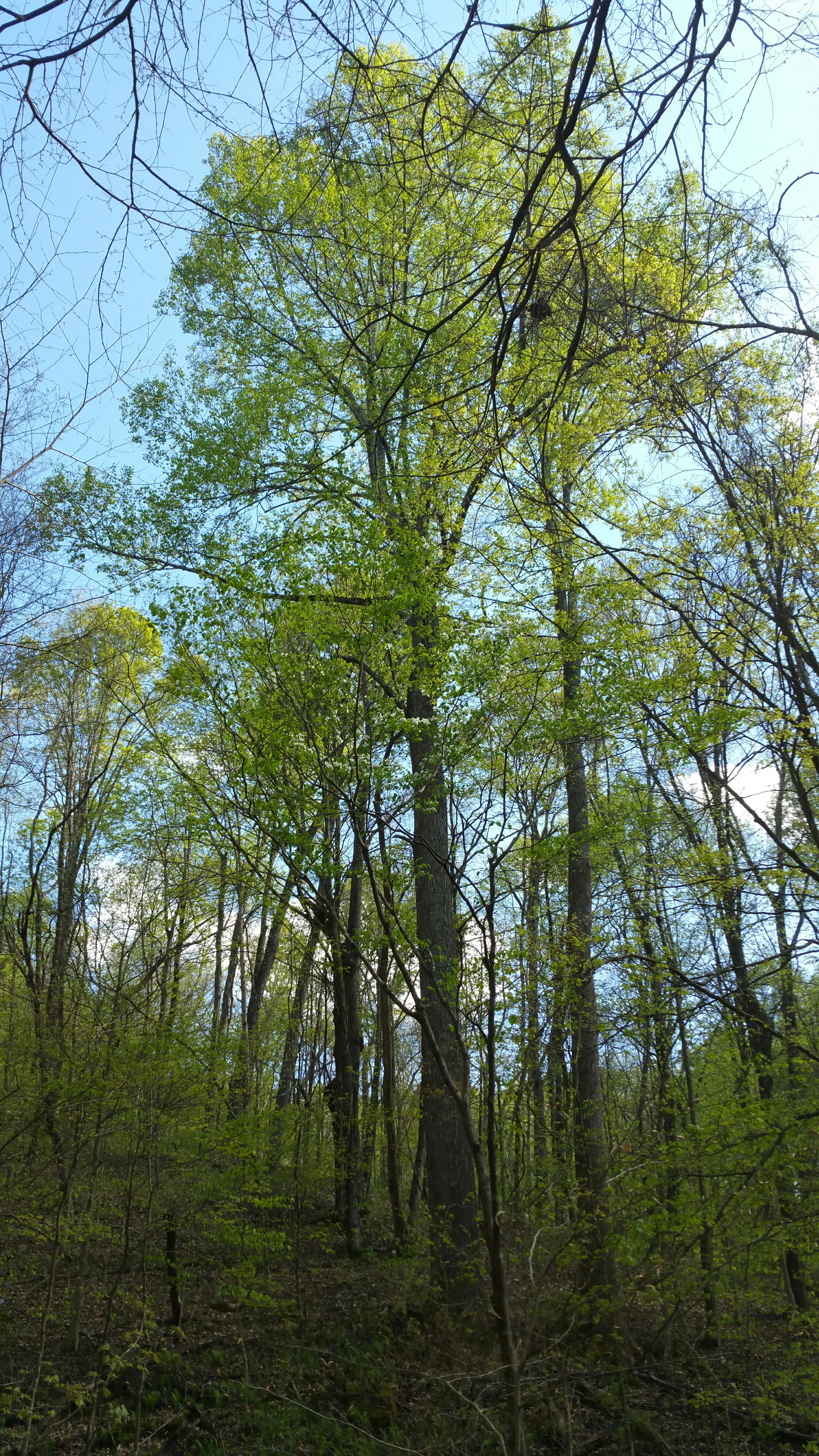 Yellow Poplar (Liriodendron tulipifera)