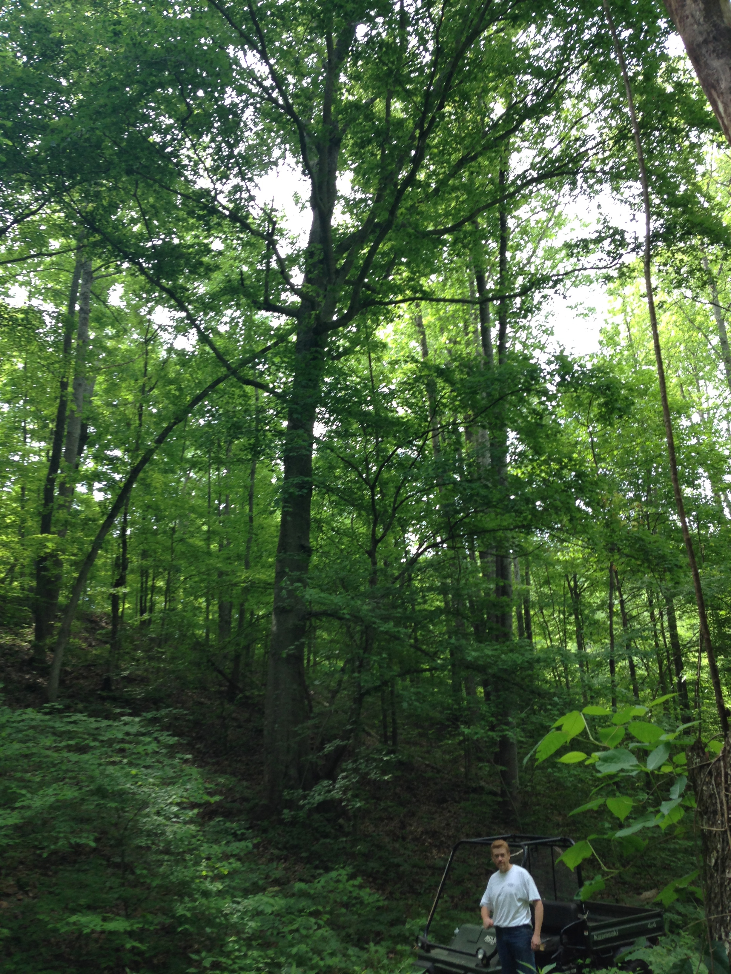 American Beech (Fagus grandifolia)