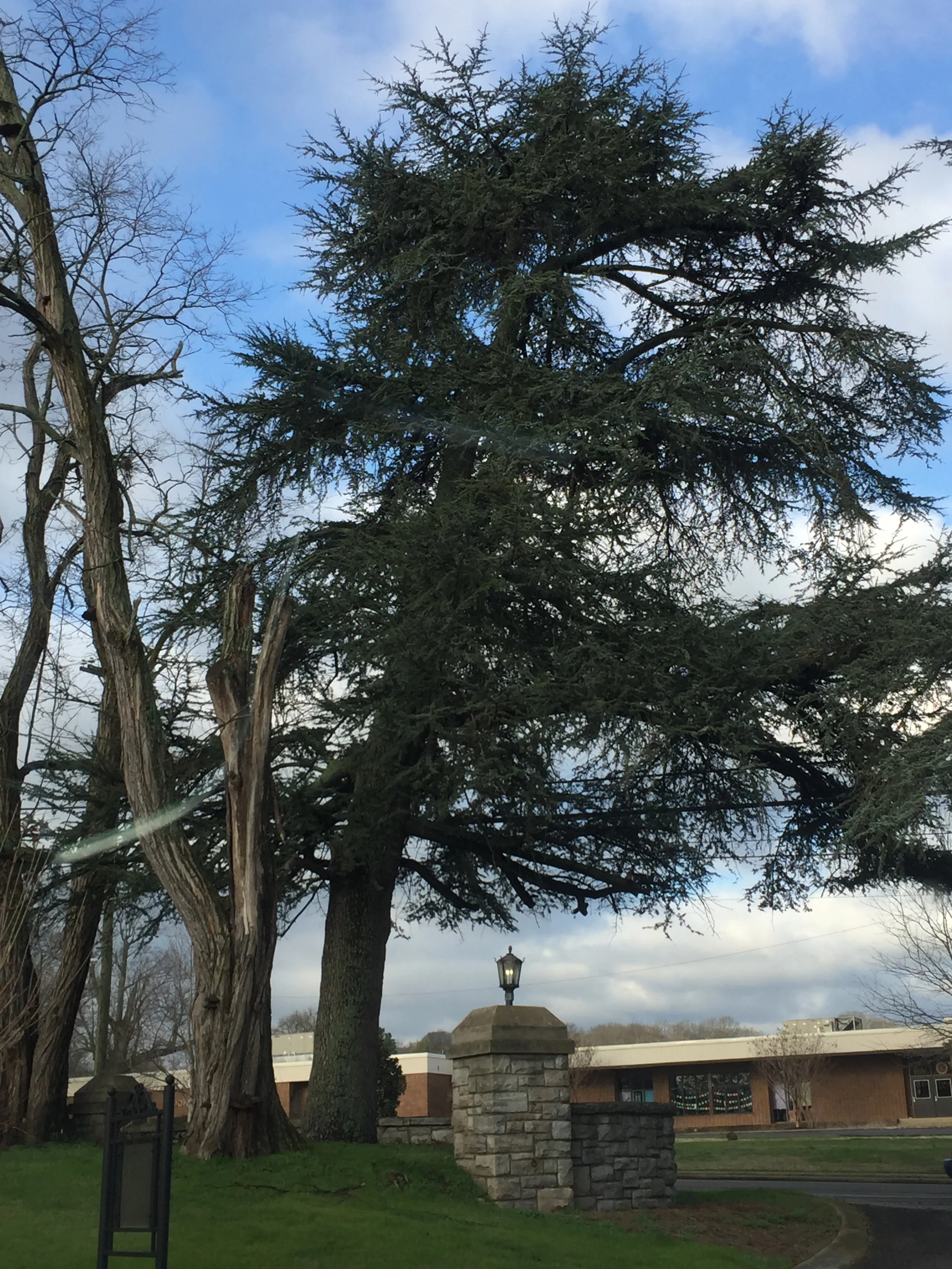 Atlas Blue Cedar