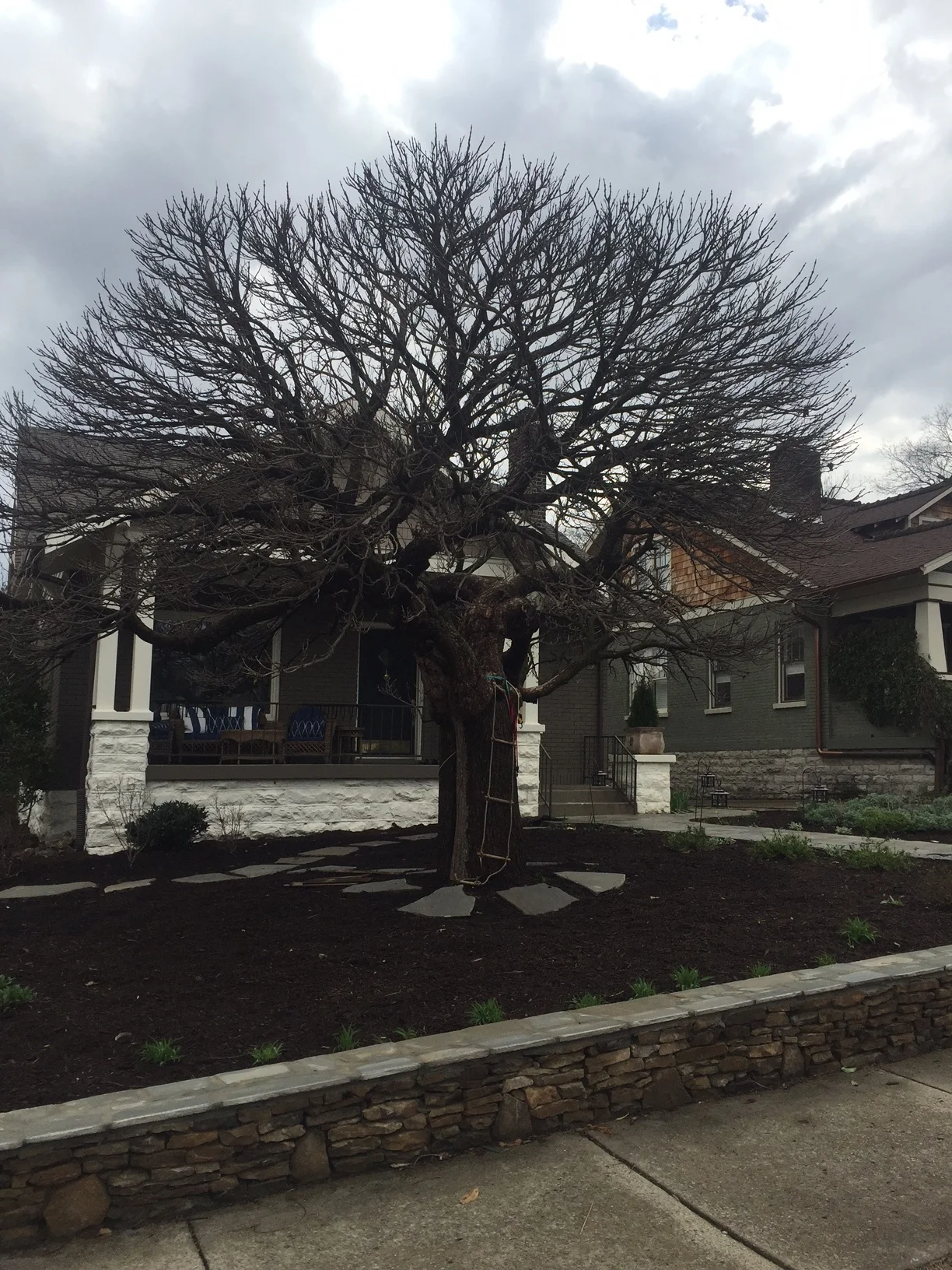 Dwarf Southern Catalpa