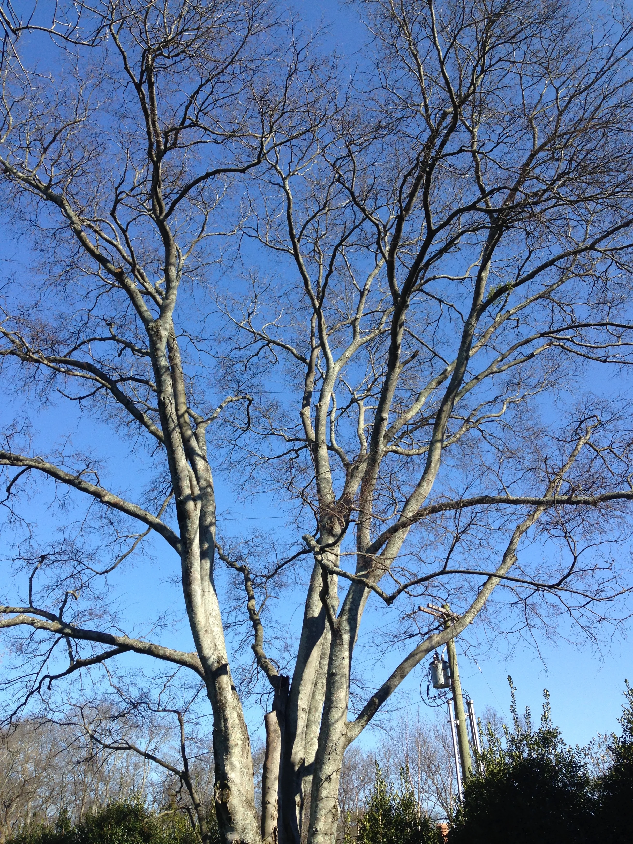 Hackberry