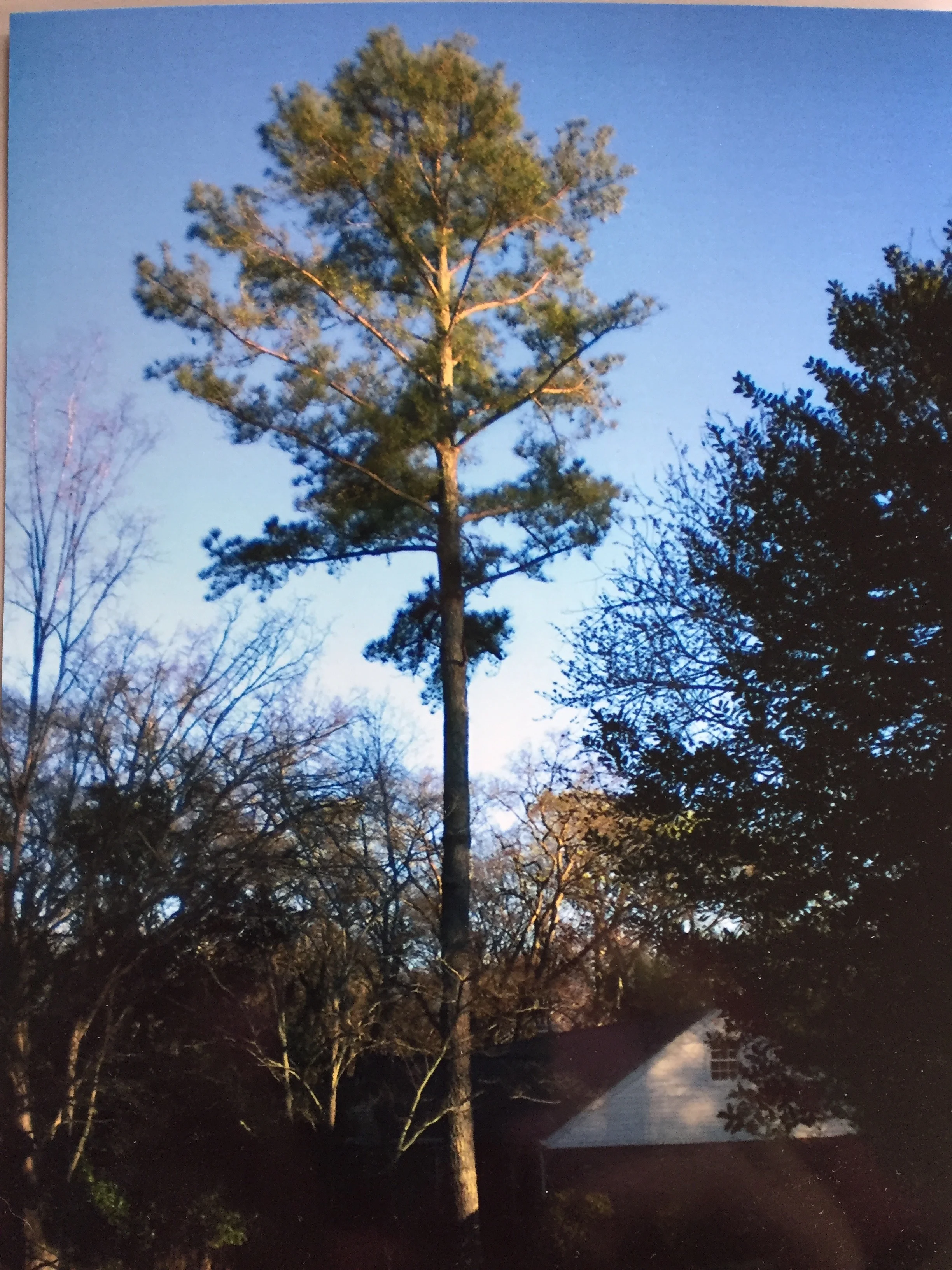 Loblolly Pine