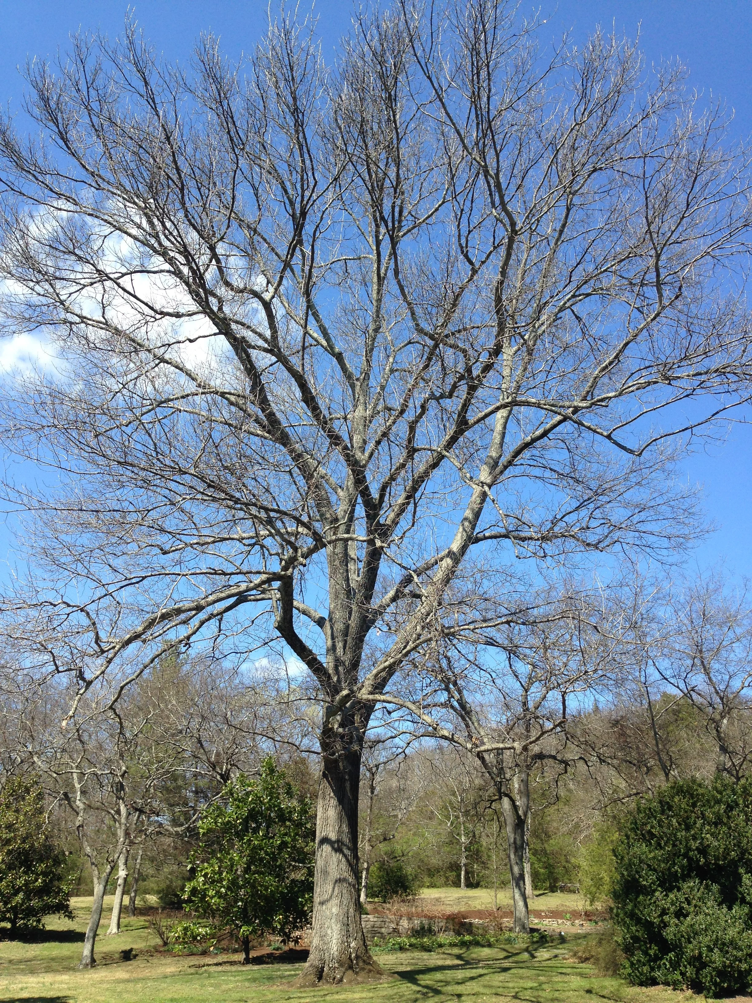 Red Oak