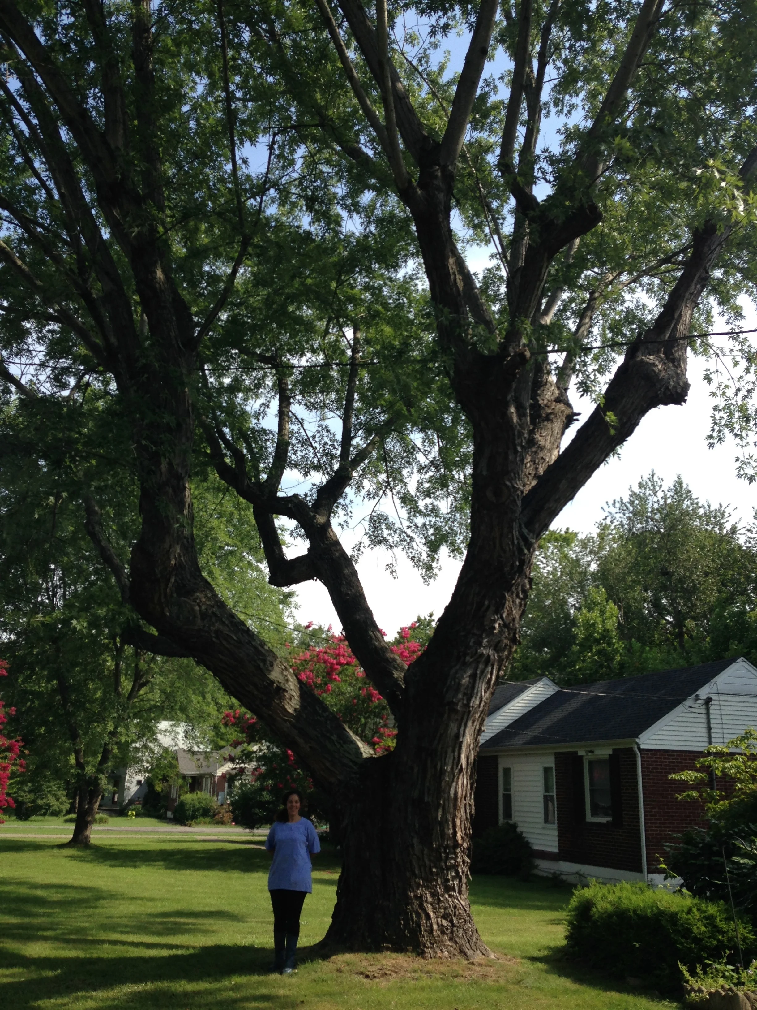 Silver Maple
