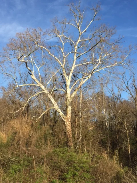 Sycamore