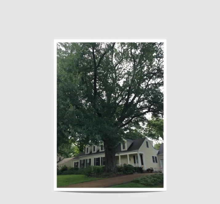 Water Oak